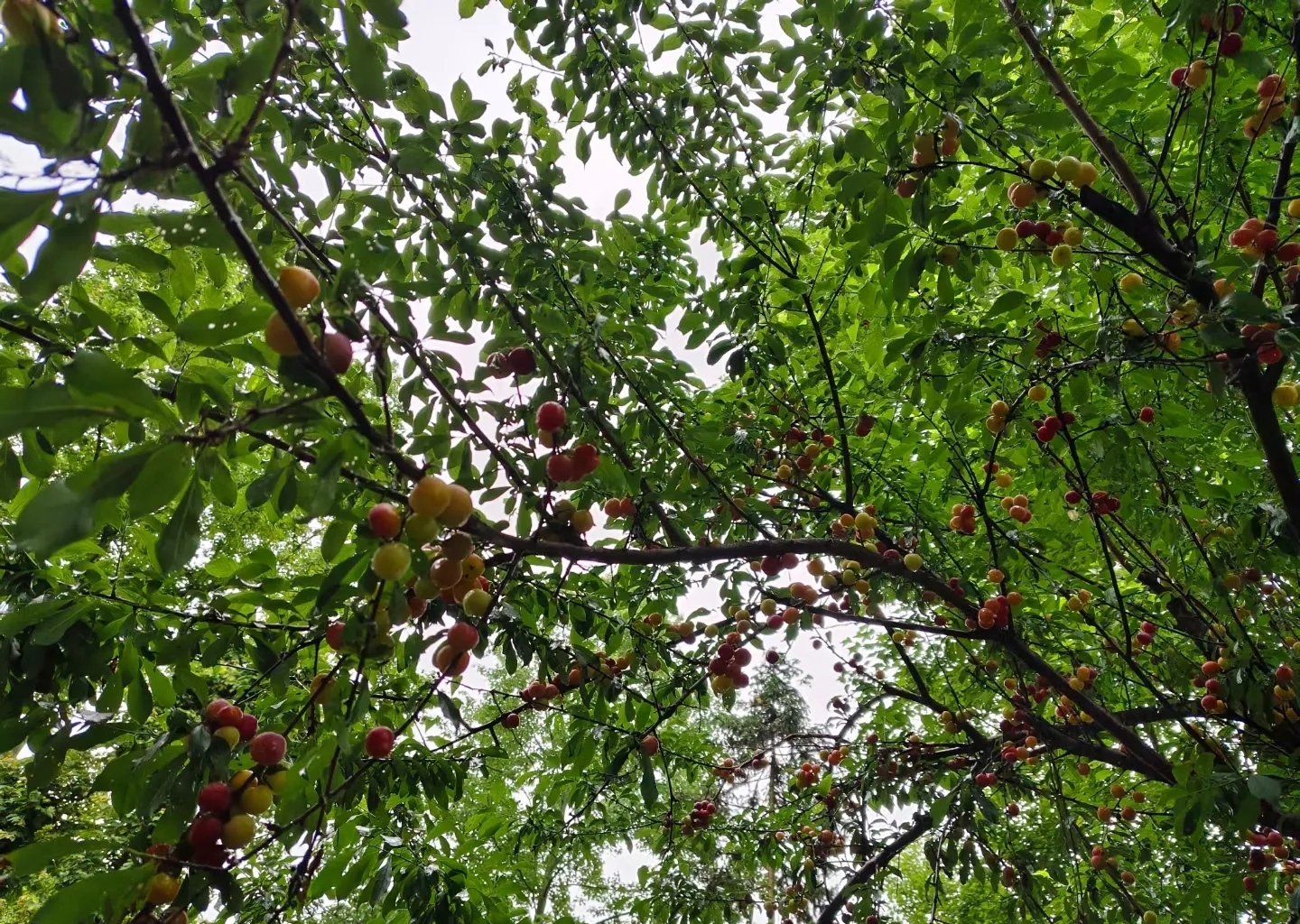 今天休息和朋友去山上摘李子 ,发现了这么一大片这种蘑菇  ,请教一下