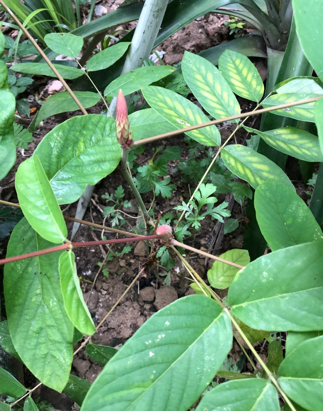 野生龙门草图片图片