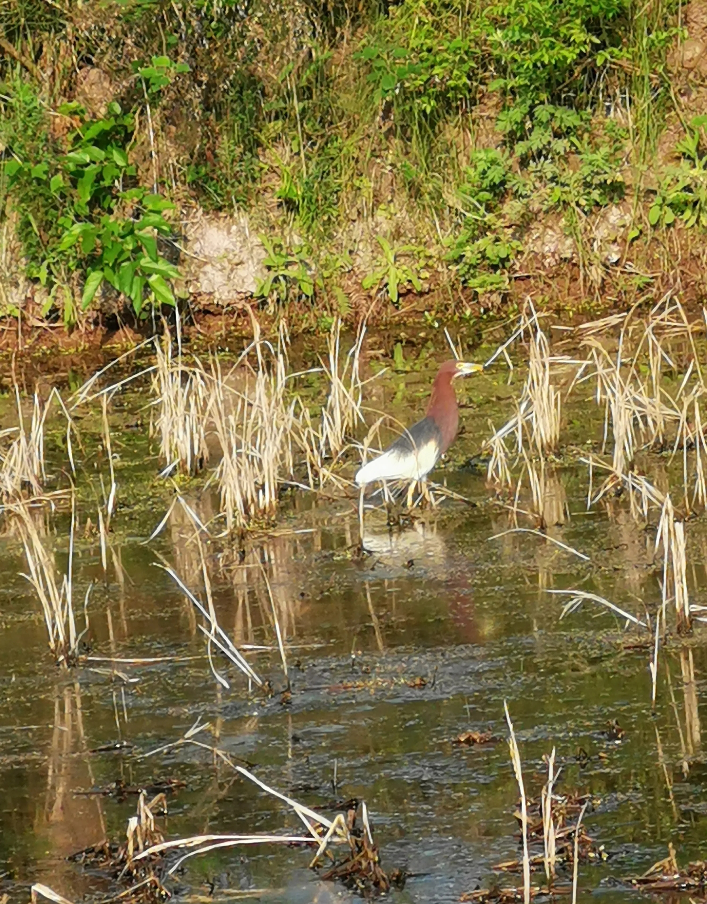 今天回乡下帮老爸到田里干活,看见了旁边水塘里有只鸟,活了几十年还是