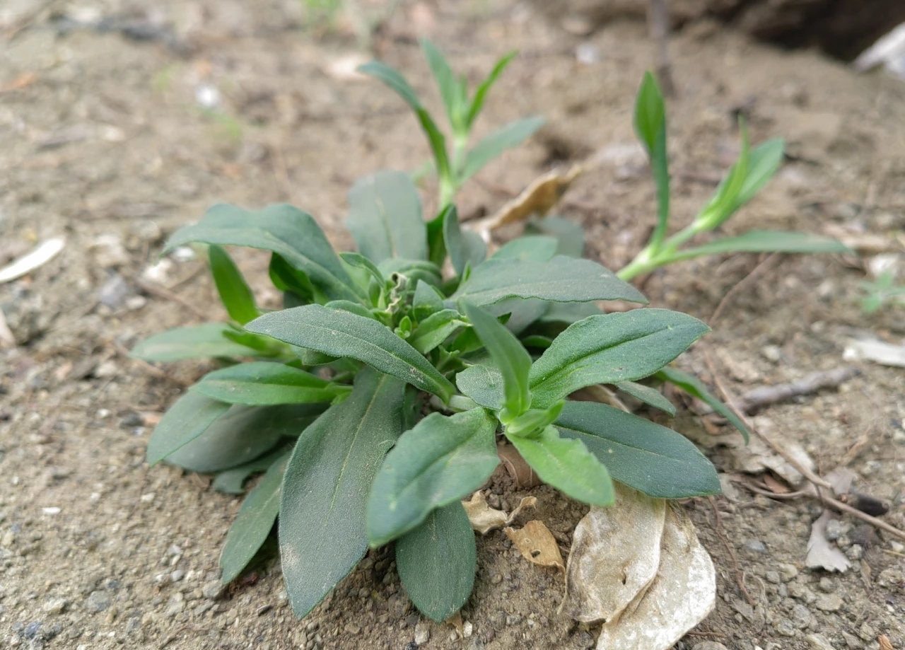去买早餐的路上,在一块大石头旁看到了一种之前未见过的植物,叶子细长