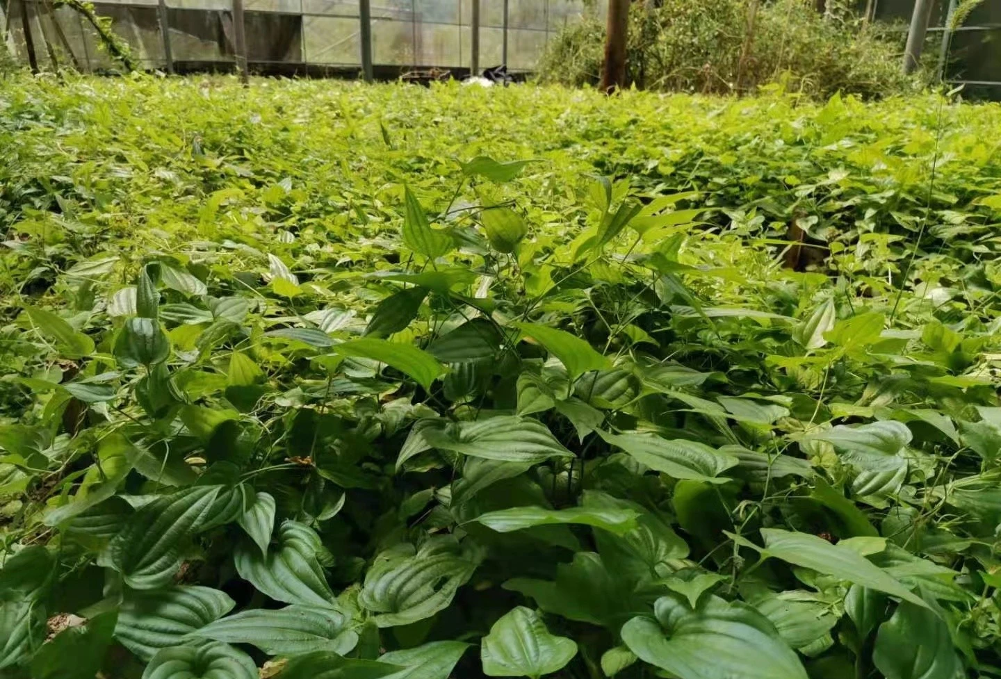 请问下朋友们有知道的吗?它有什么作用?