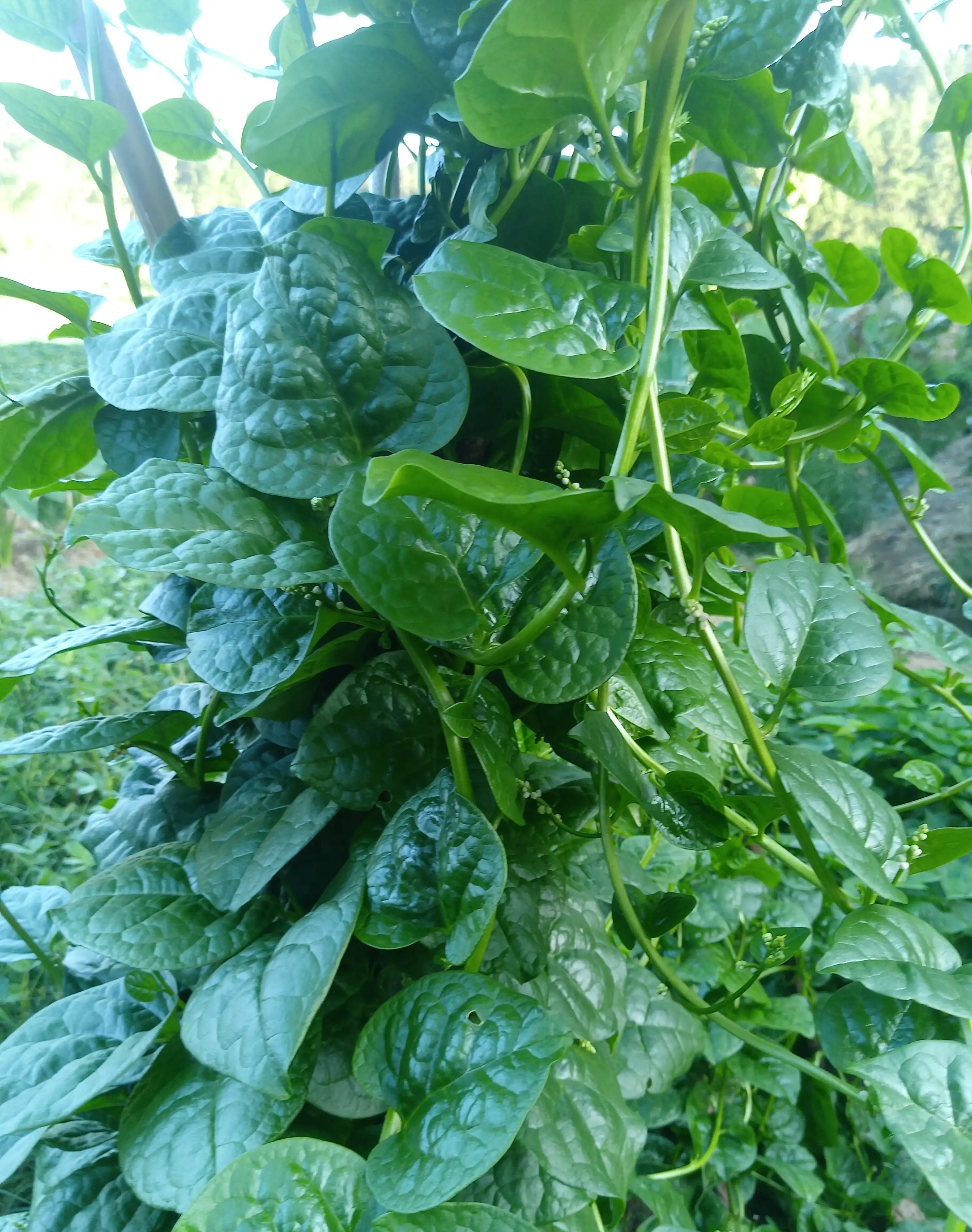 鸡翼菜植物图片图片