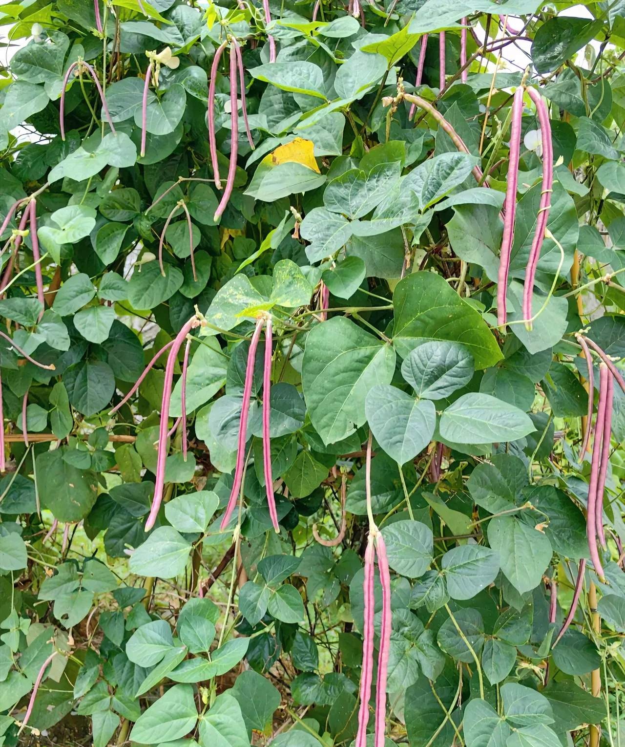 今天早上去跑步,看到路边的一处田地里长满了这个豆角 还是第一次见到