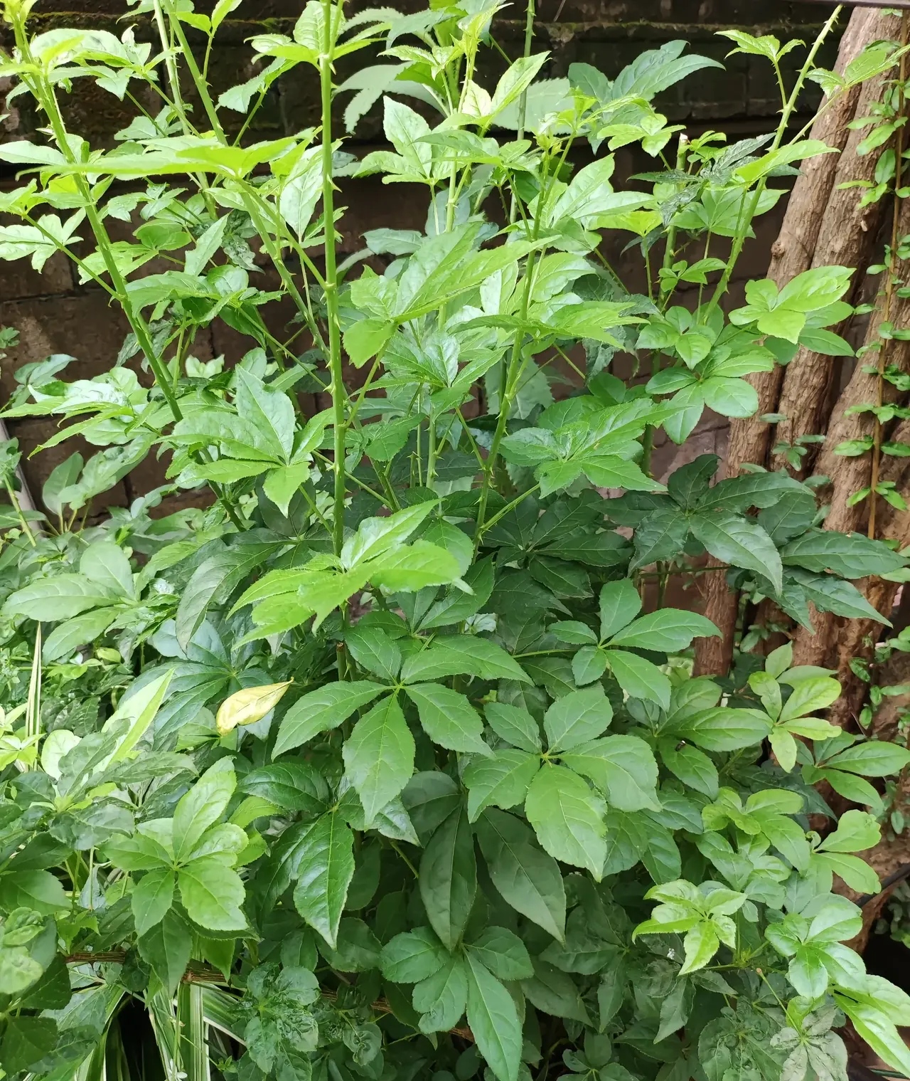 我老婆不知从哪儿挖来一株这种植物,说有降血压的功能,也不知道是不是