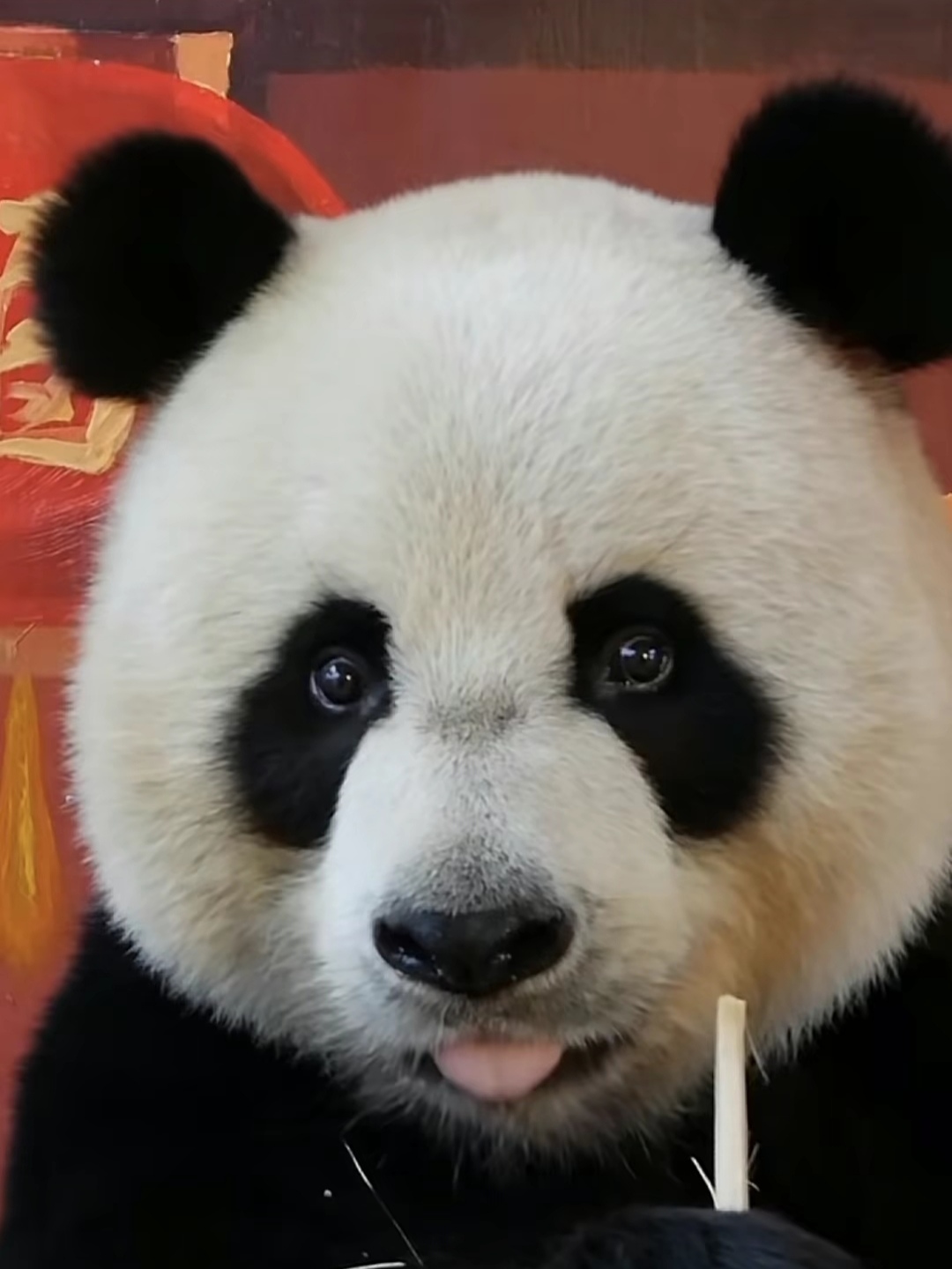 帅帅不愧是浓颜熊,给人一种墨水很足的感觉[温暖][温暖][温暖]