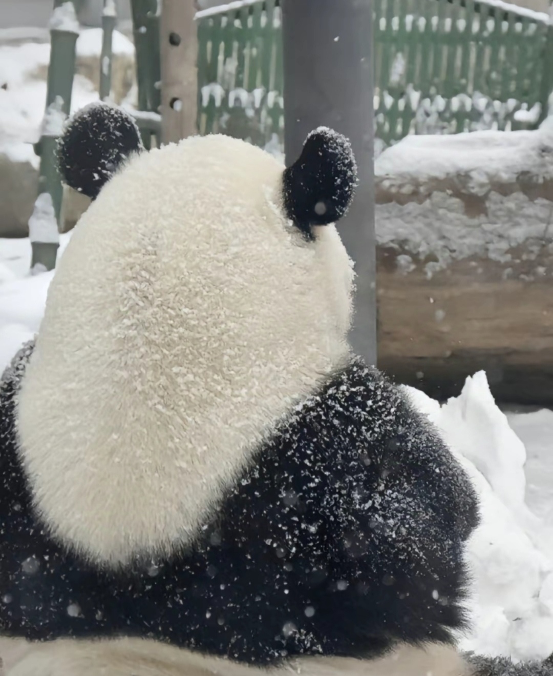 熊猫背影壁纸图片