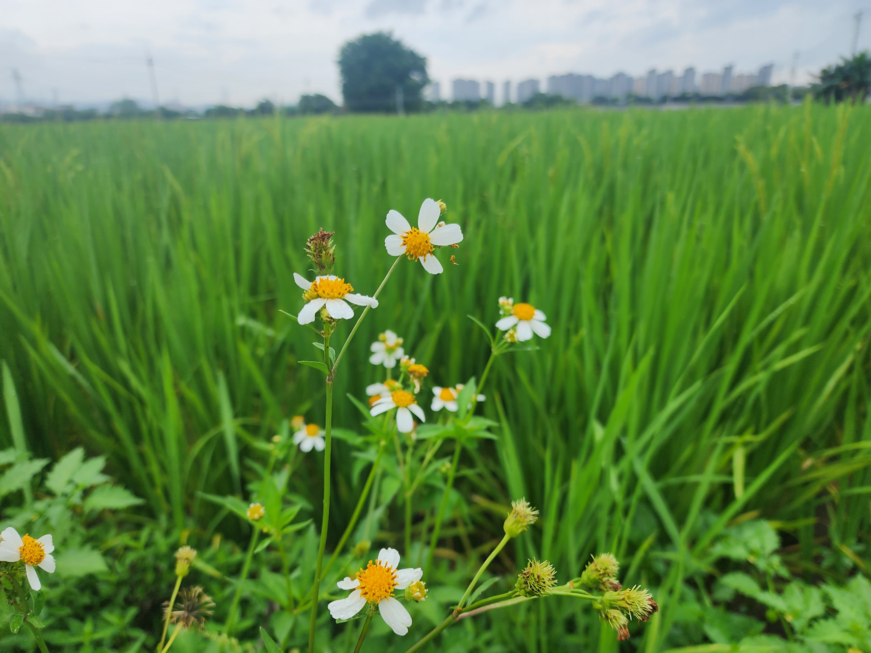 青翠沃野,又是一年禾花初结穗