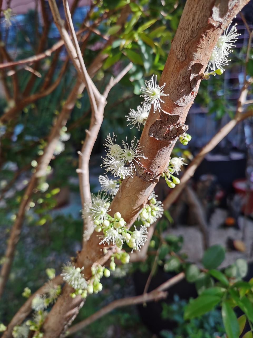 嘉宝果摘了果子,居然又一次开花,是四季不分了吗[大笑]