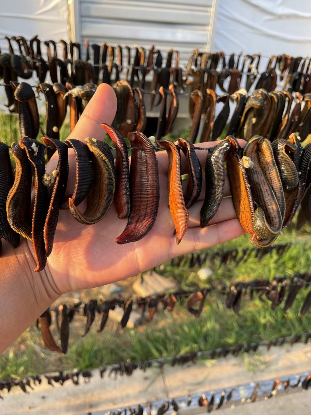 东北水蛭养殖