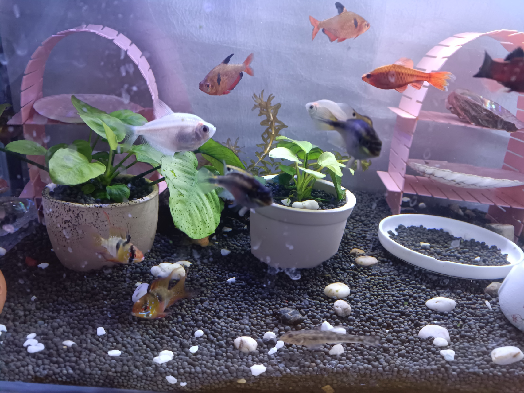 大佬们,红肚凤凰鱼,分一下公母