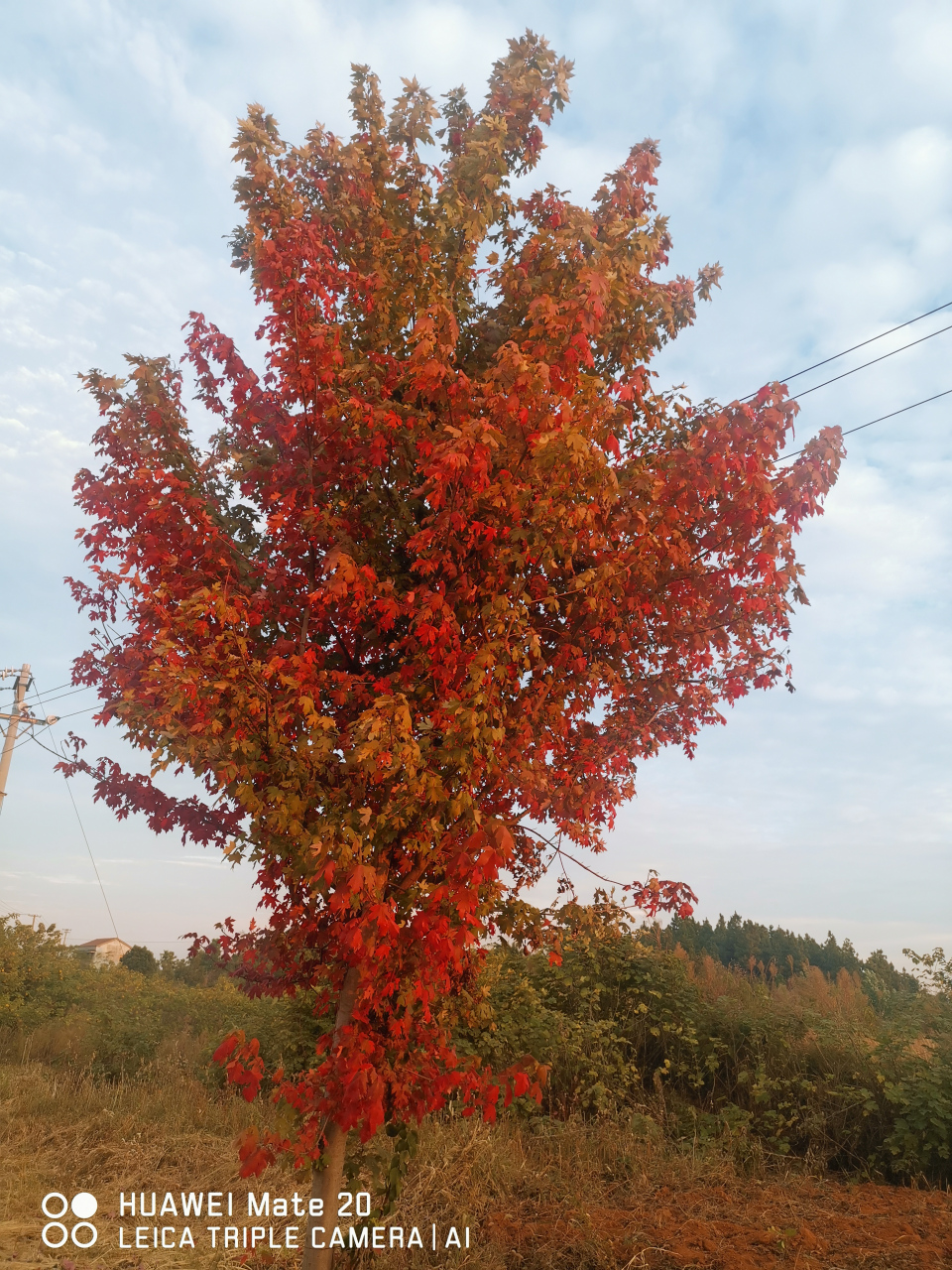 今早我反复思虑并认定