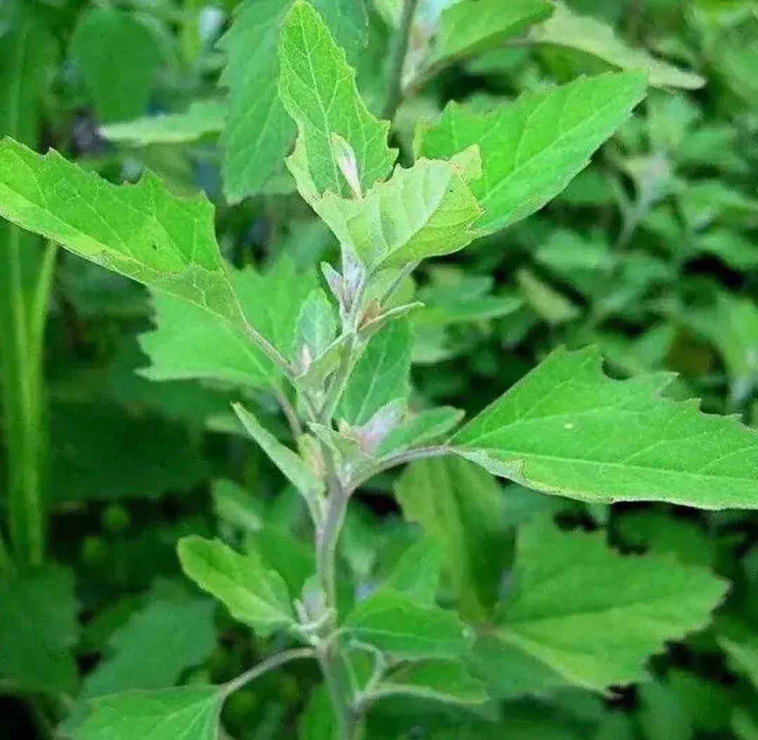 藜,路边常见野菜,是人们经常采摘食用的野菜之一