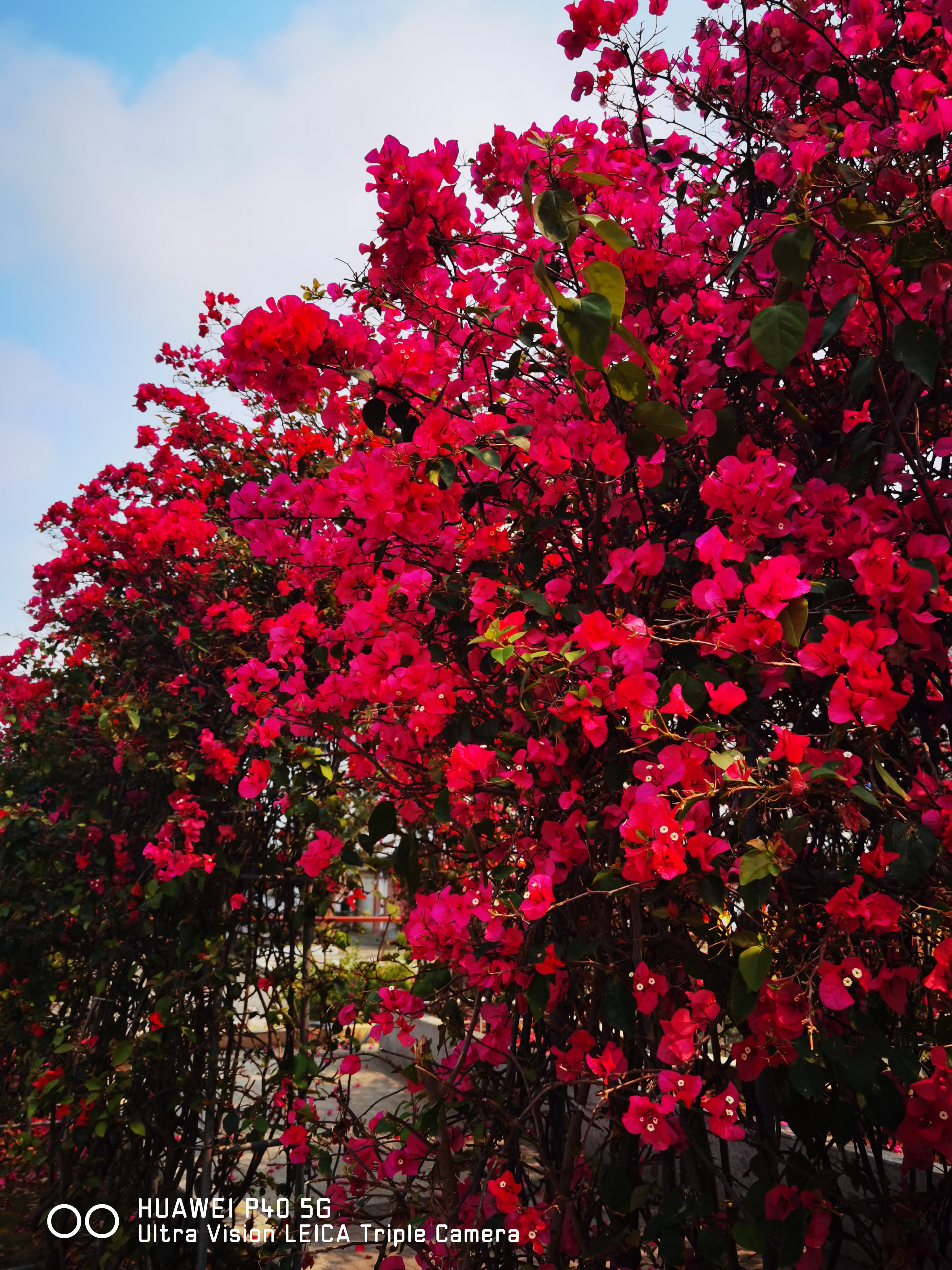 西昌市花三角梅图片