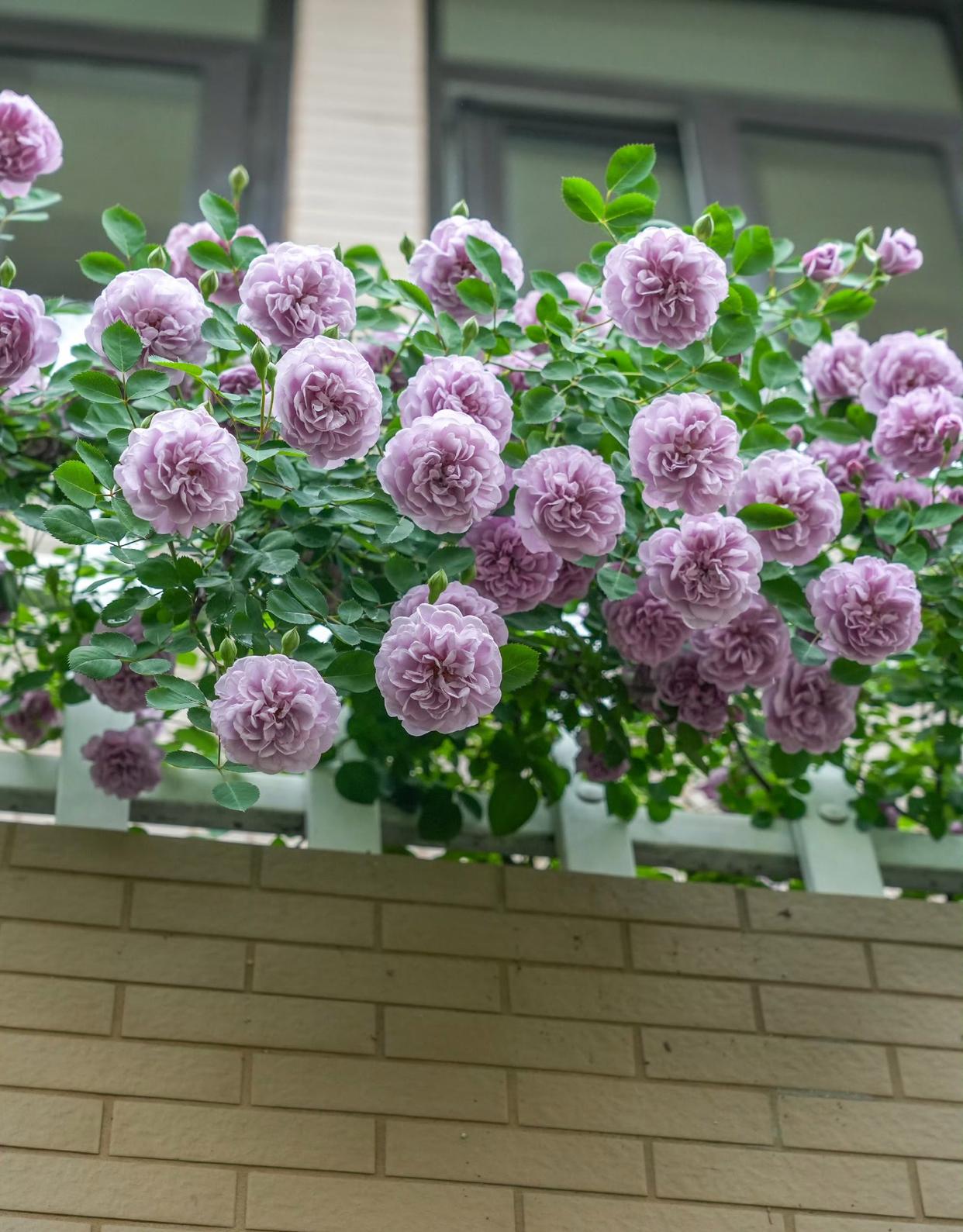 浪漫情怀紫色蔷薇花.