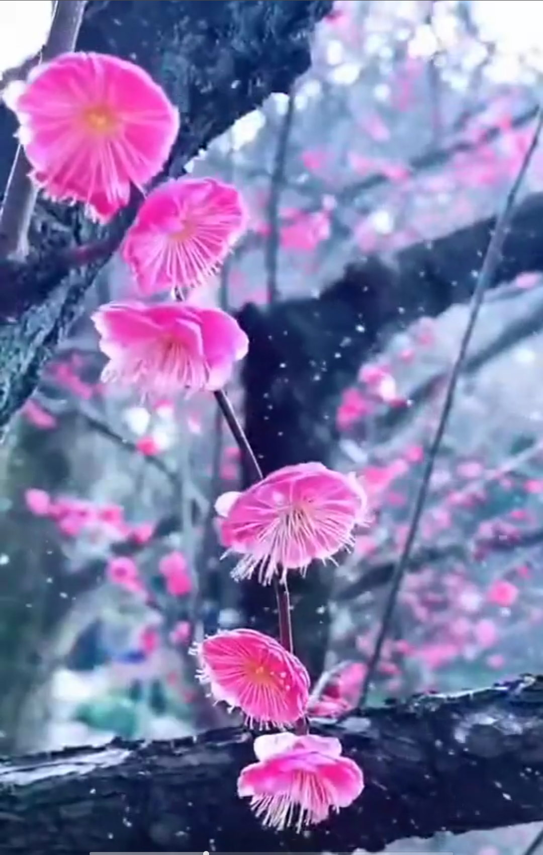 〈咏梅)  梅花欢喜漫天雪, 瑞雪丰年好时节