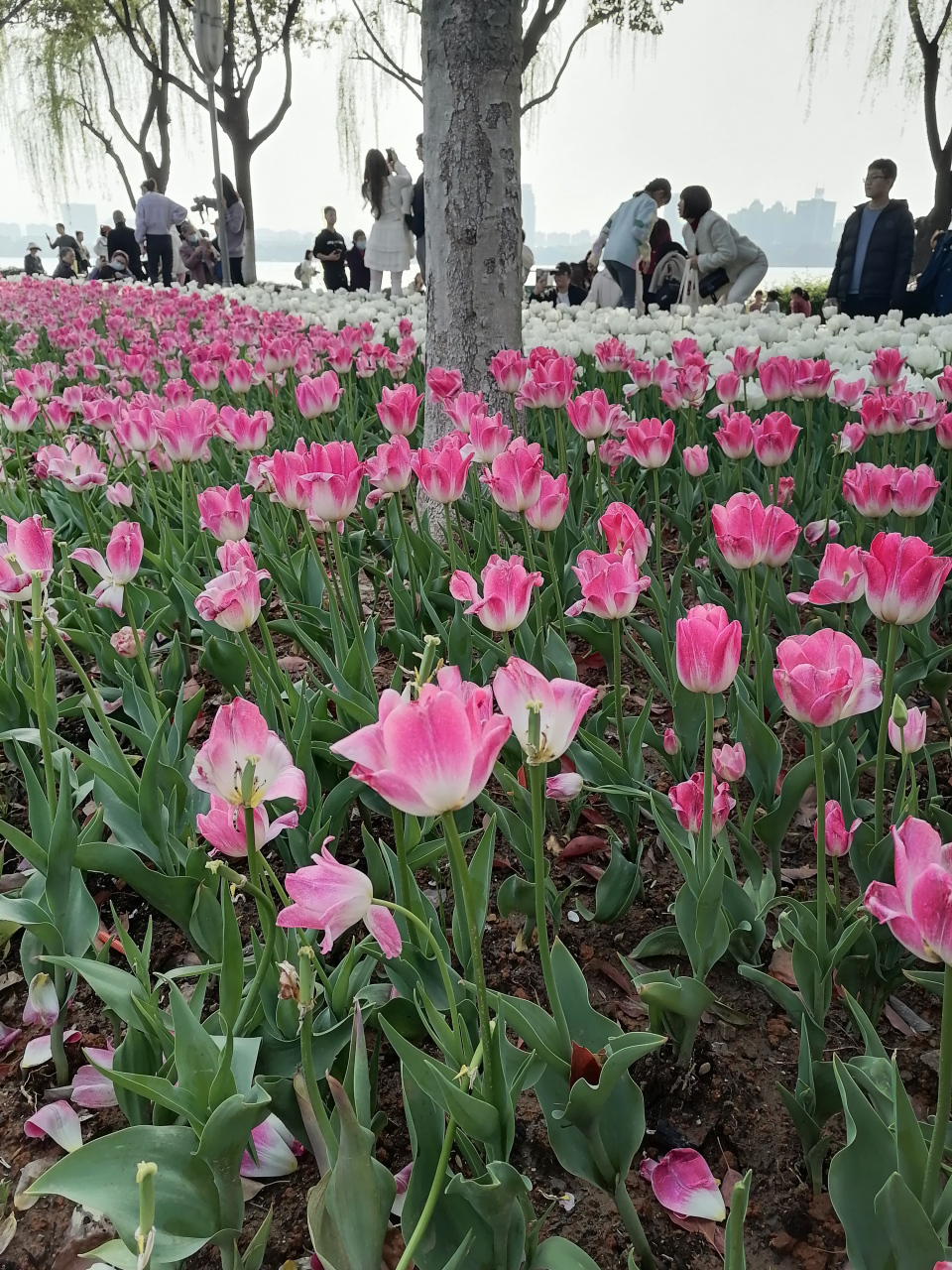 柯桥区瓜渚湖郁金香🌷