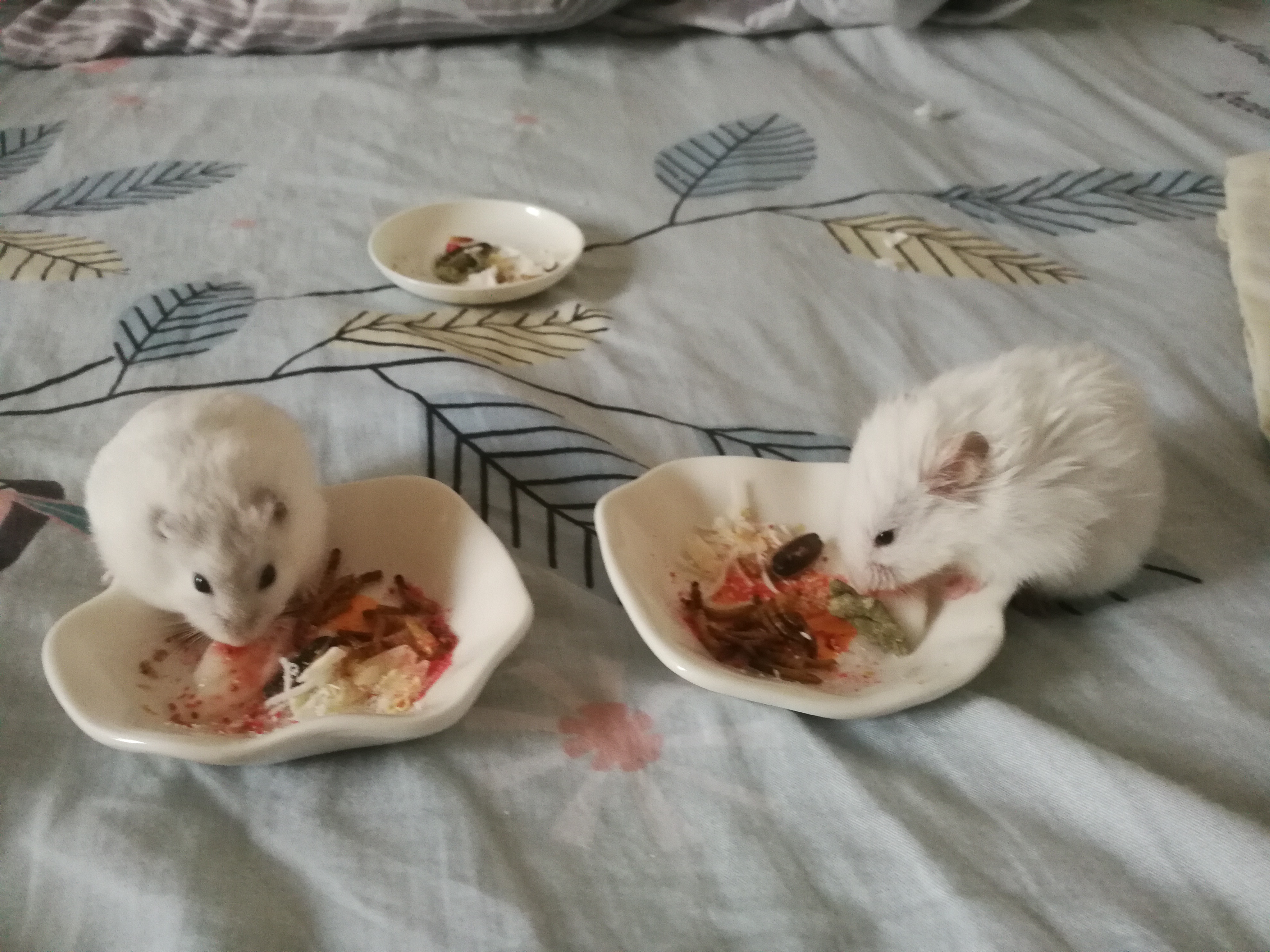 两个小可爱,吃着小点心,两个小可爱,吃着小点心,,真的一个比一个爱吃