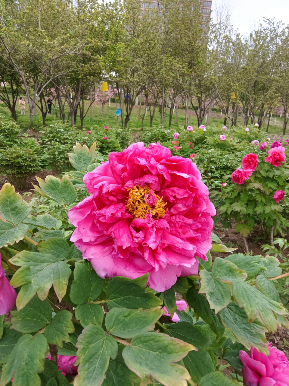 咸阳湖牡丹花96开了