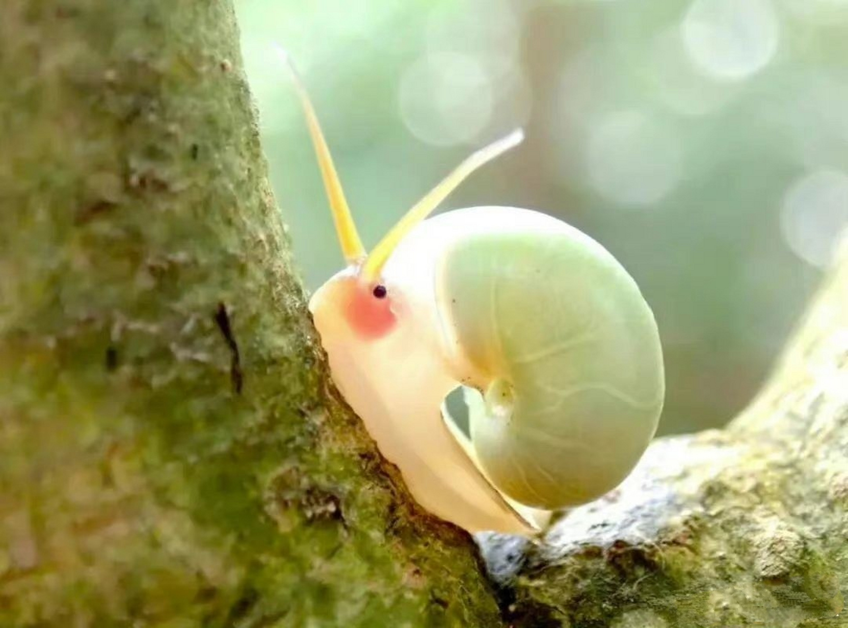 第一次见到这么好看的蜗牛.