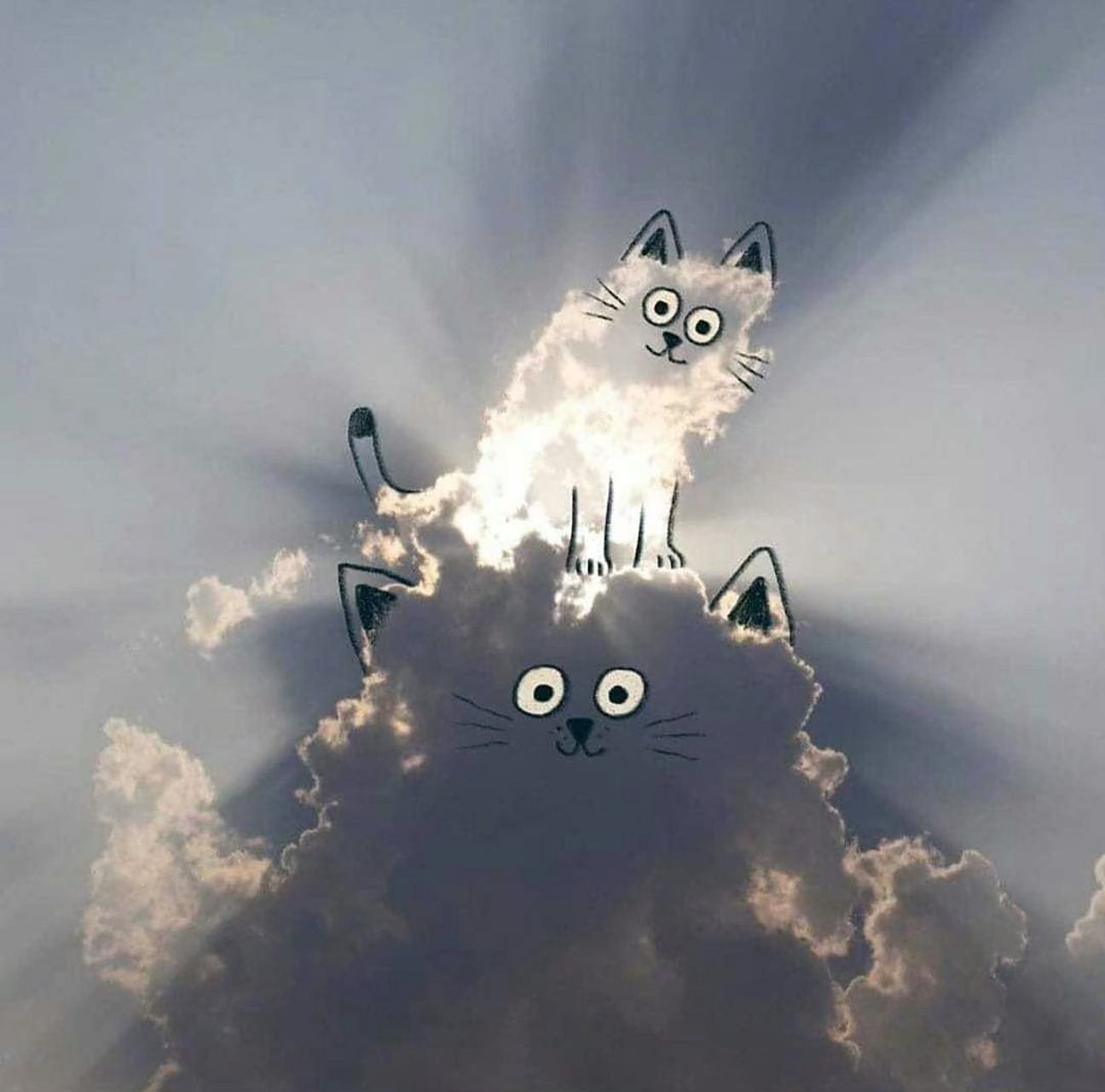 云朵猫,太可爱了.