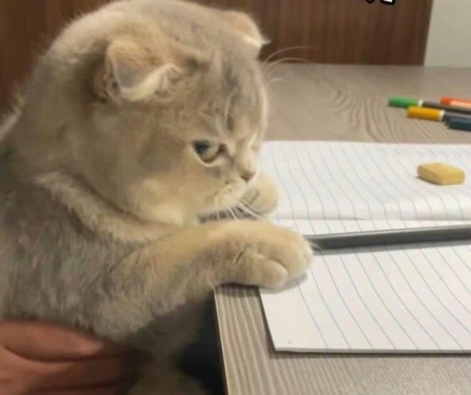 以防有人没见过猫猫生气.