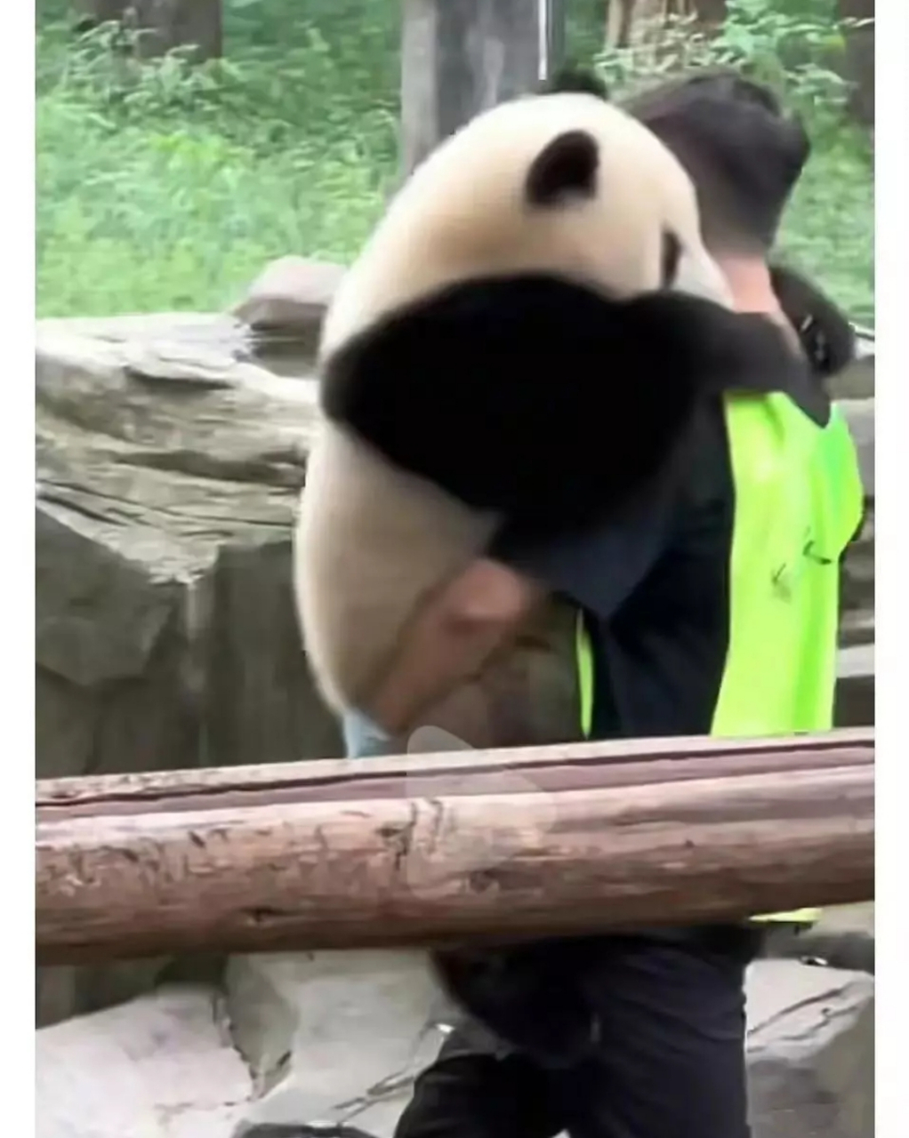 原来熊猫真的会搂人类脖子抱抱啊!