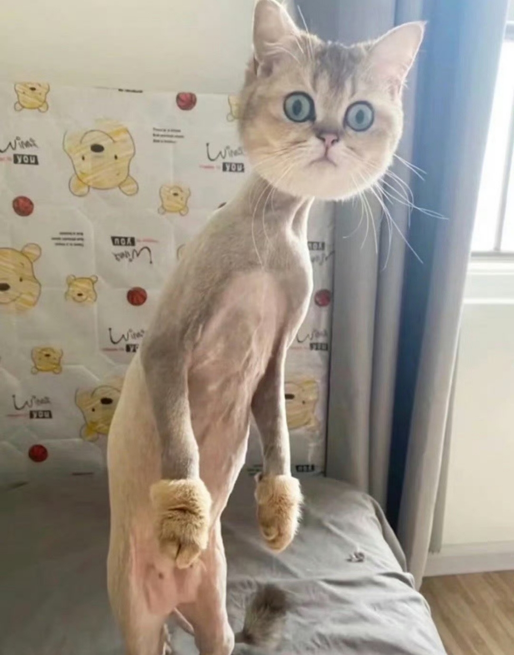 当猫咪剃了毛以后.