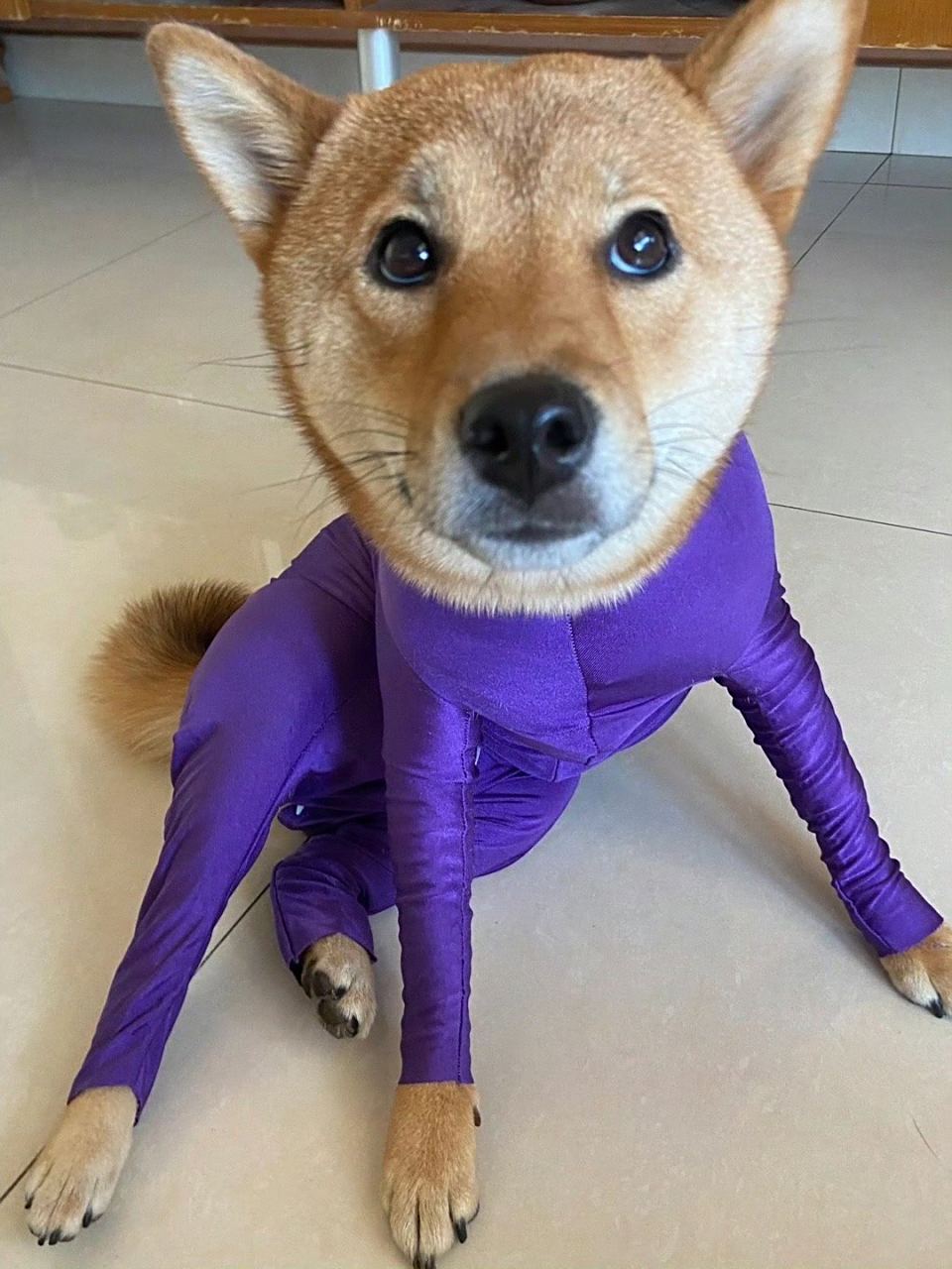 原来狗子穿衣服这么娇娆.