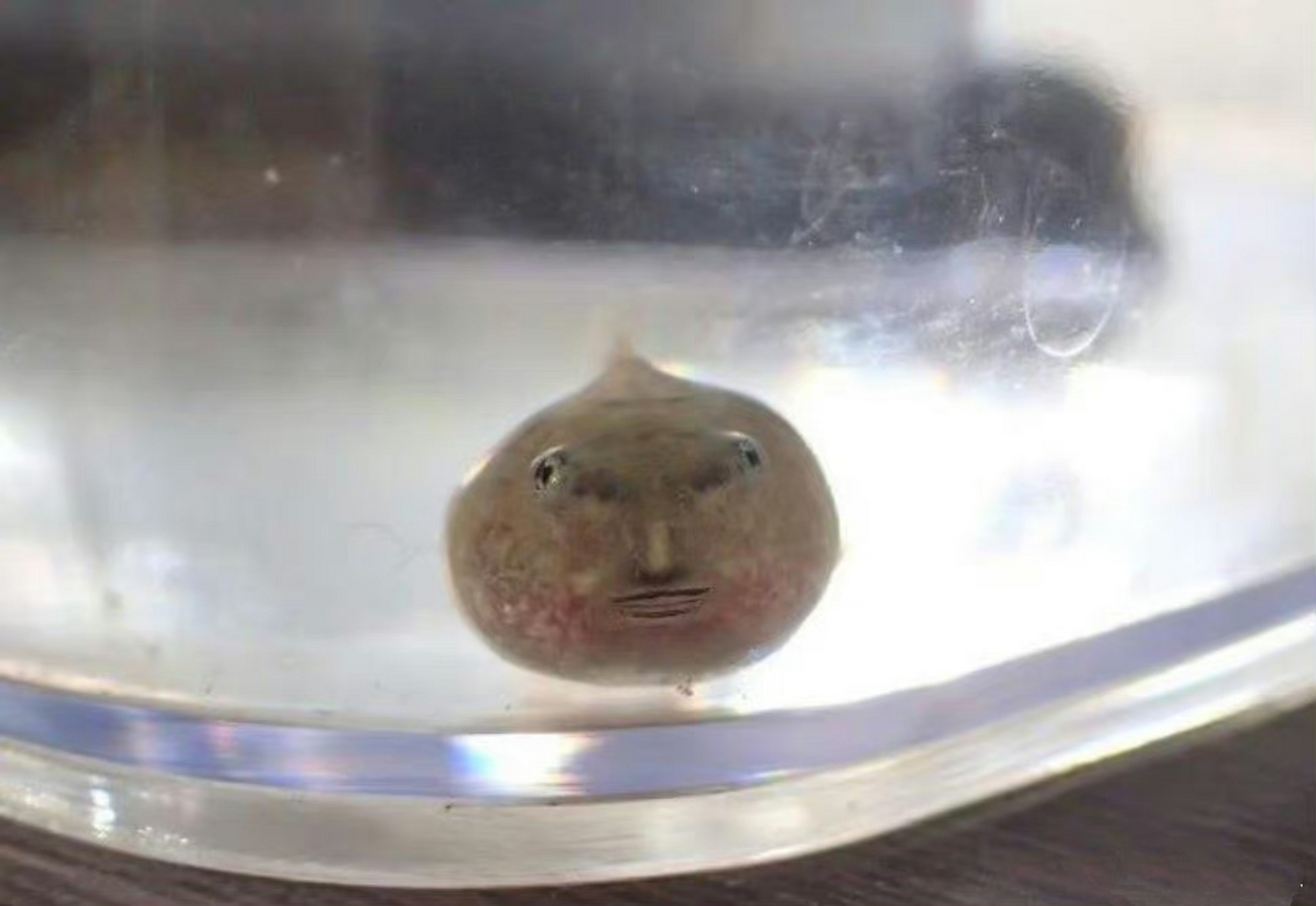 这鱼脸怎么看起来像人?