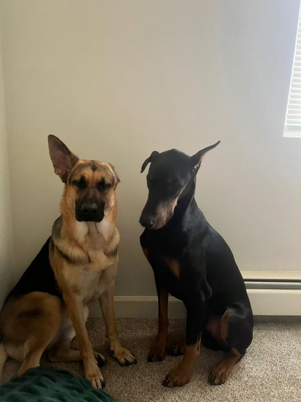 两只狗狗的耳朵太可爱了