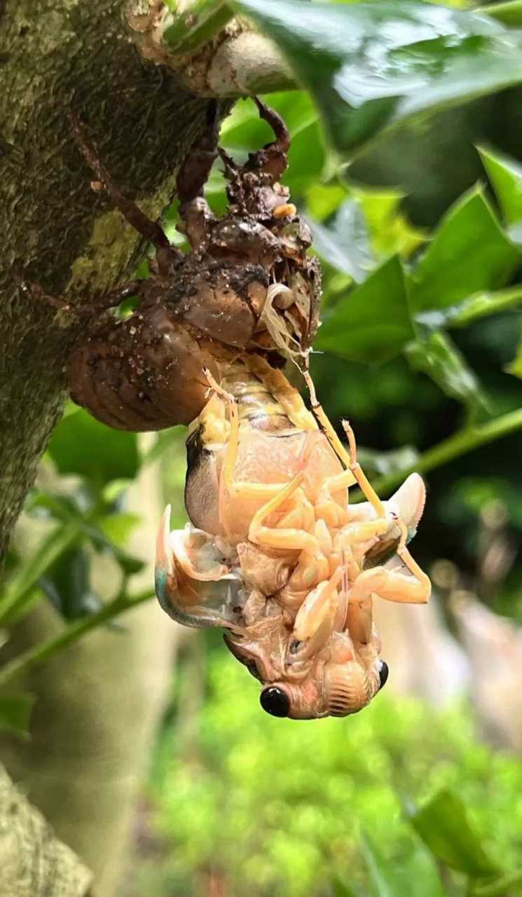 以防万一你没见过金蝉脱壳.