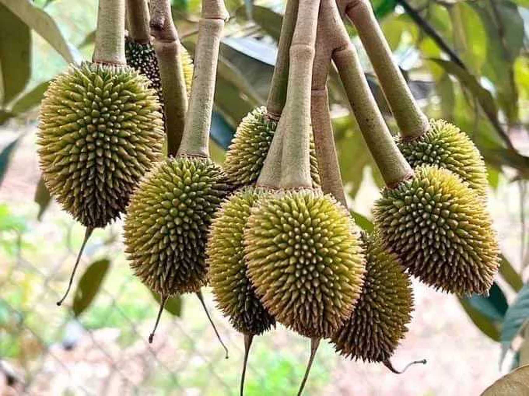 第一次见榴莲开花.