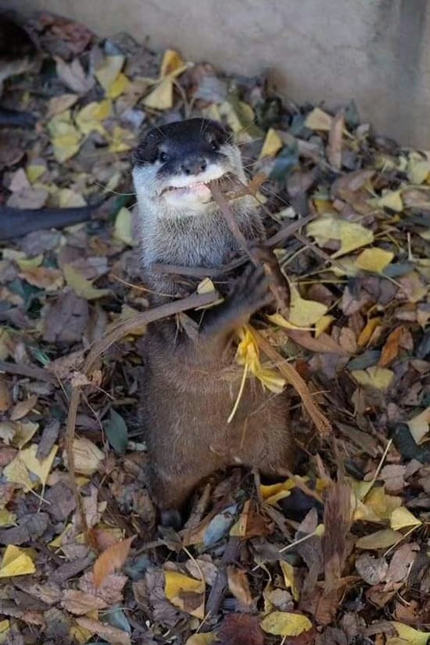 獭子:吃烧烤吗?柴火准备好了,就差鱼了. 67