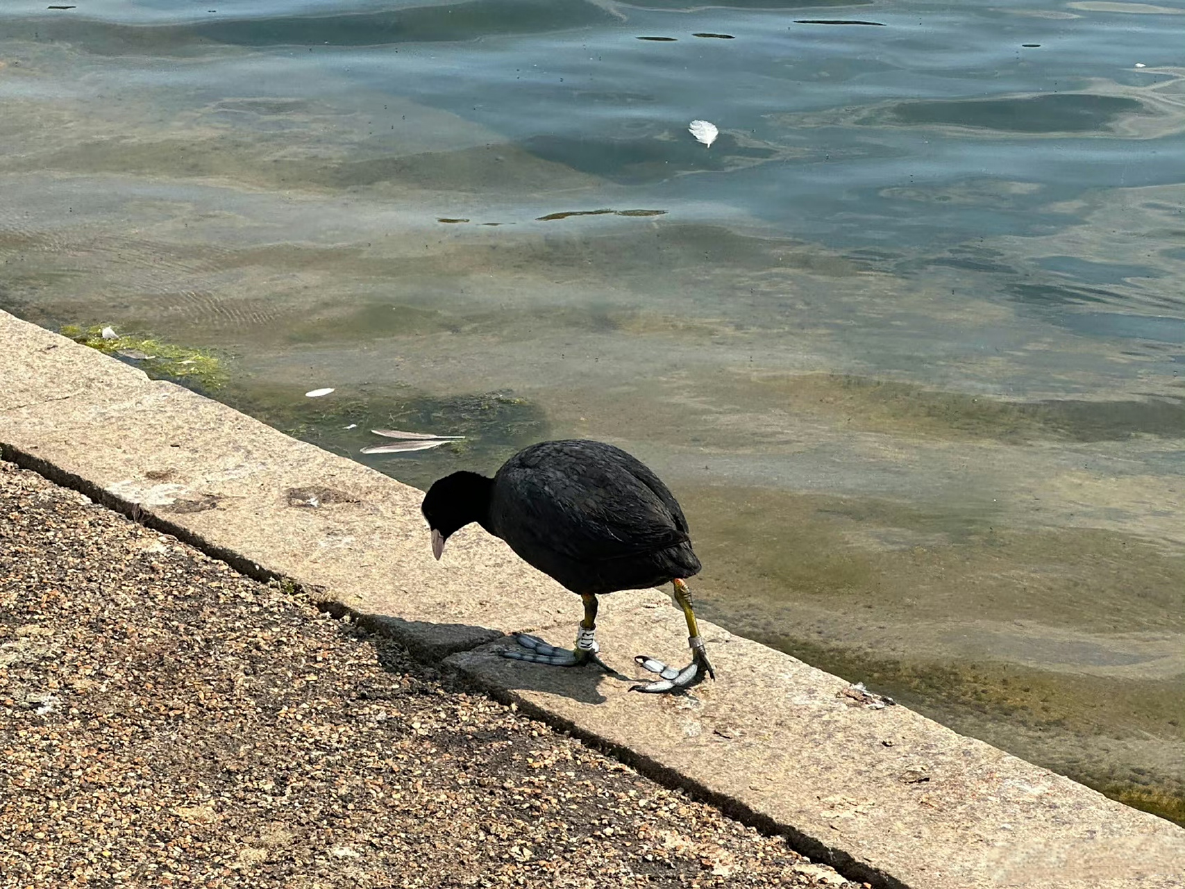 这是什么鸟,脚蹼看上去有点大