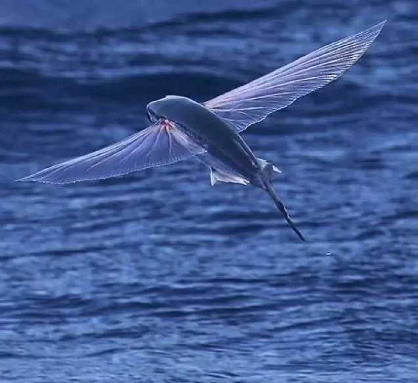 会飞的鱼,有知道叫什么的吗?