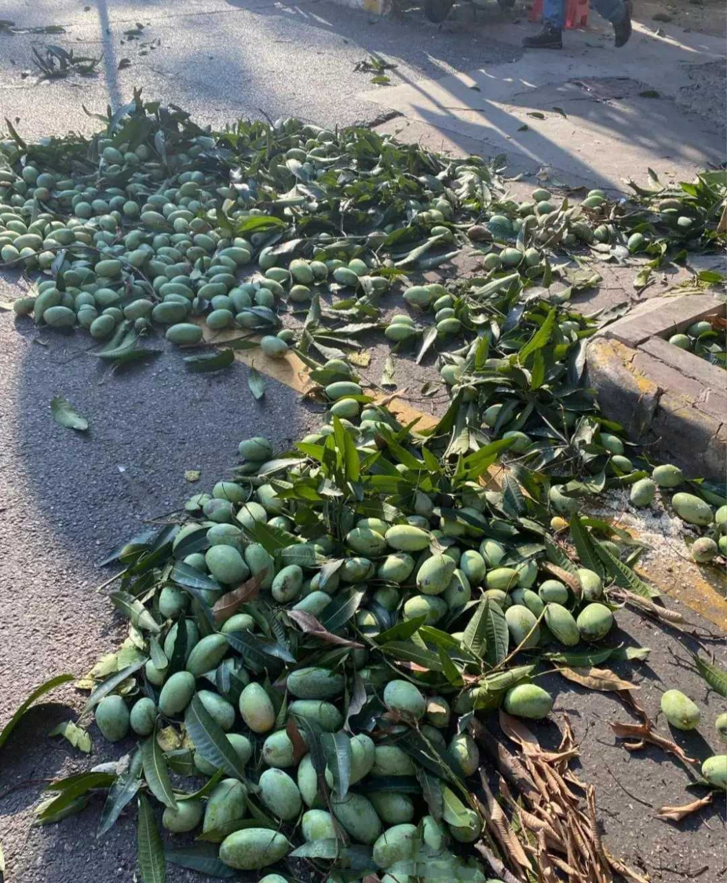 我就说绿化带的芒果树是一大安全隐患,这不,真中奖了