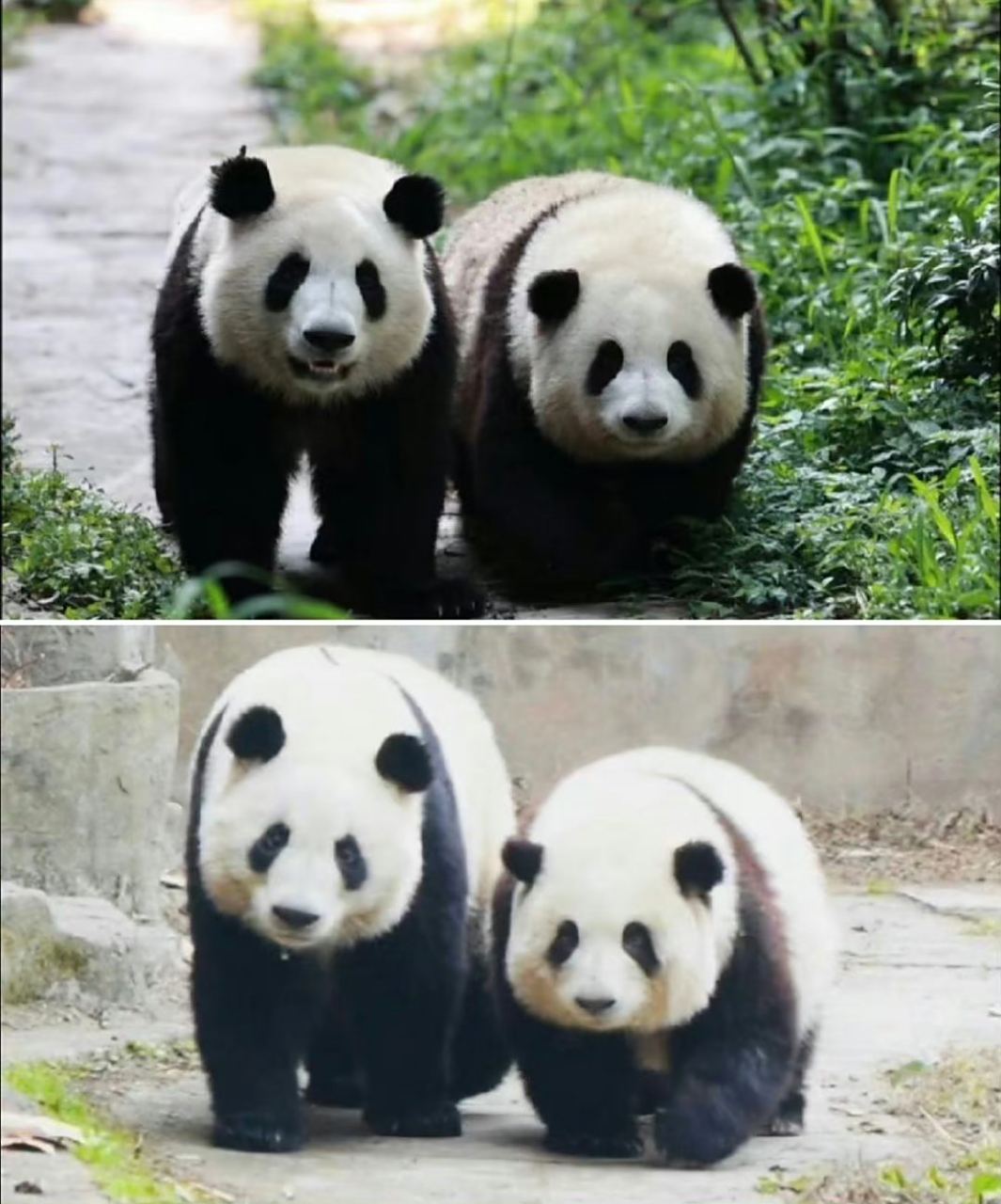 说好的一起长大,姐你咋就突然不长了呢?花花与和叶.