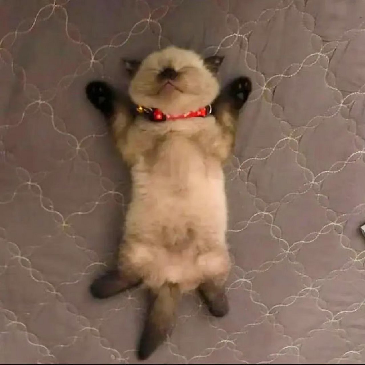 翘着二郎腿睡觉的猫咪~ 67