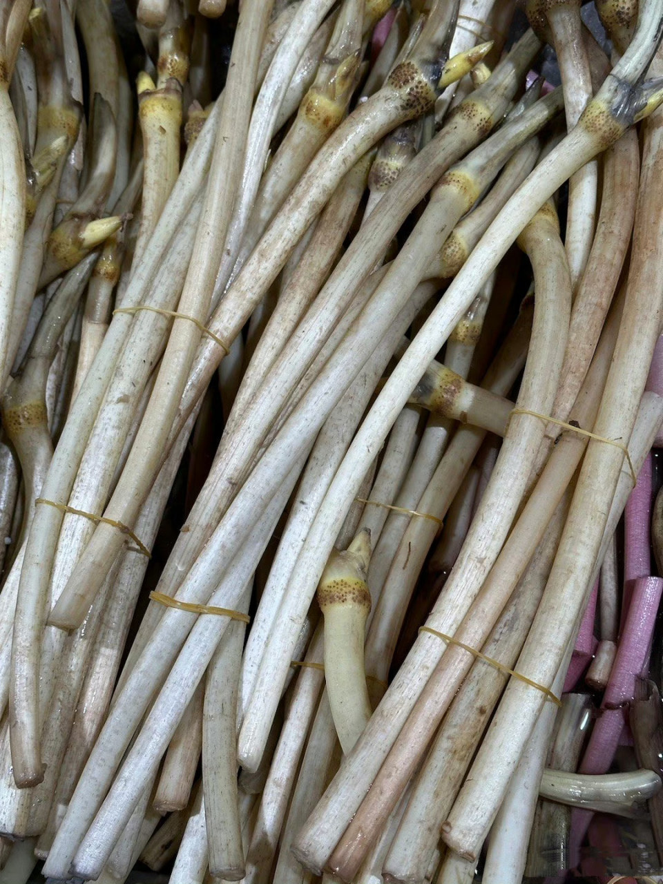 第一次见这个藕茎,也不知道好不好吃!