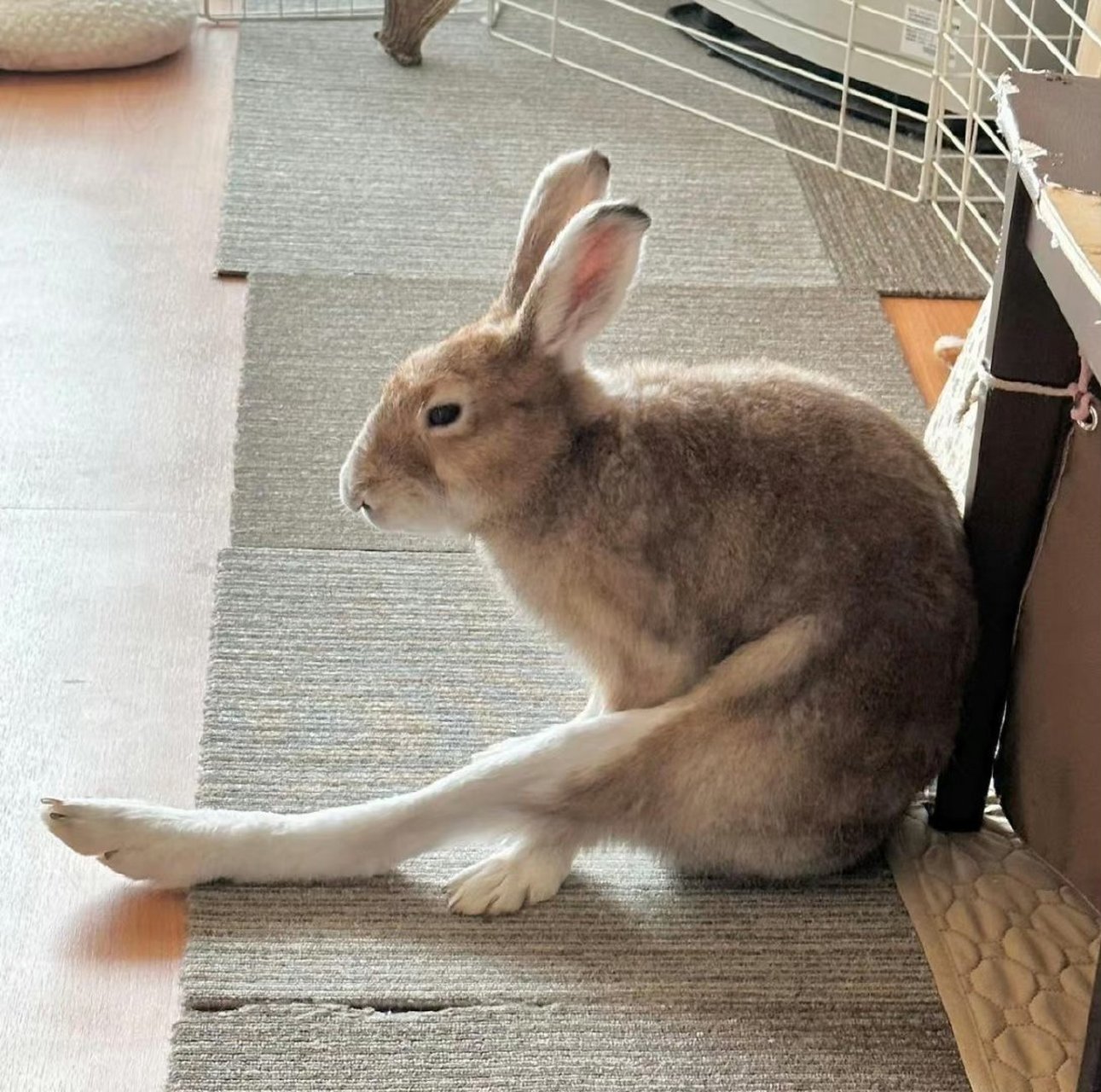 原来兔子的腿这么长,第一次才知道.