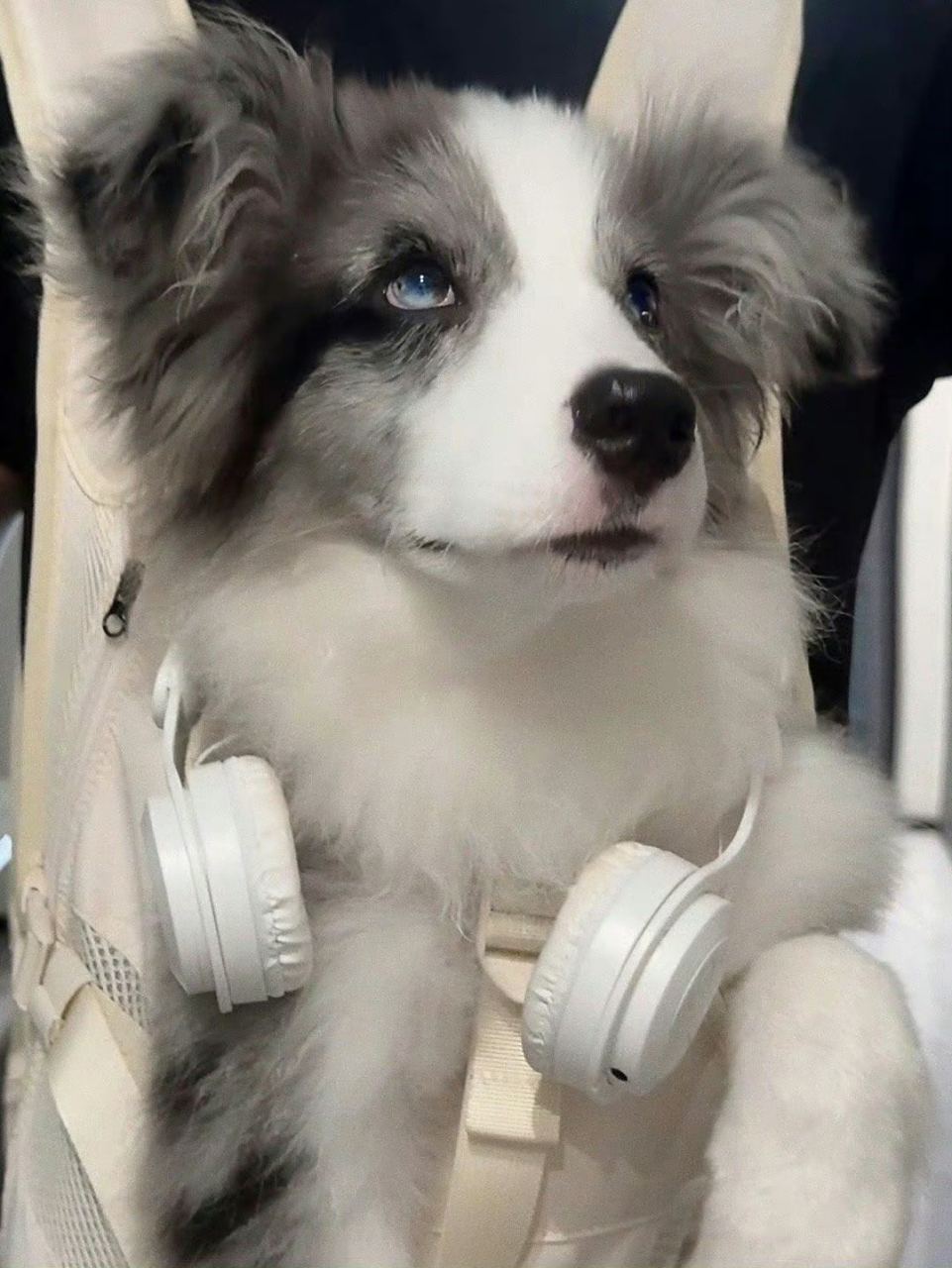 救命!被这只陨石边牧帅到了.