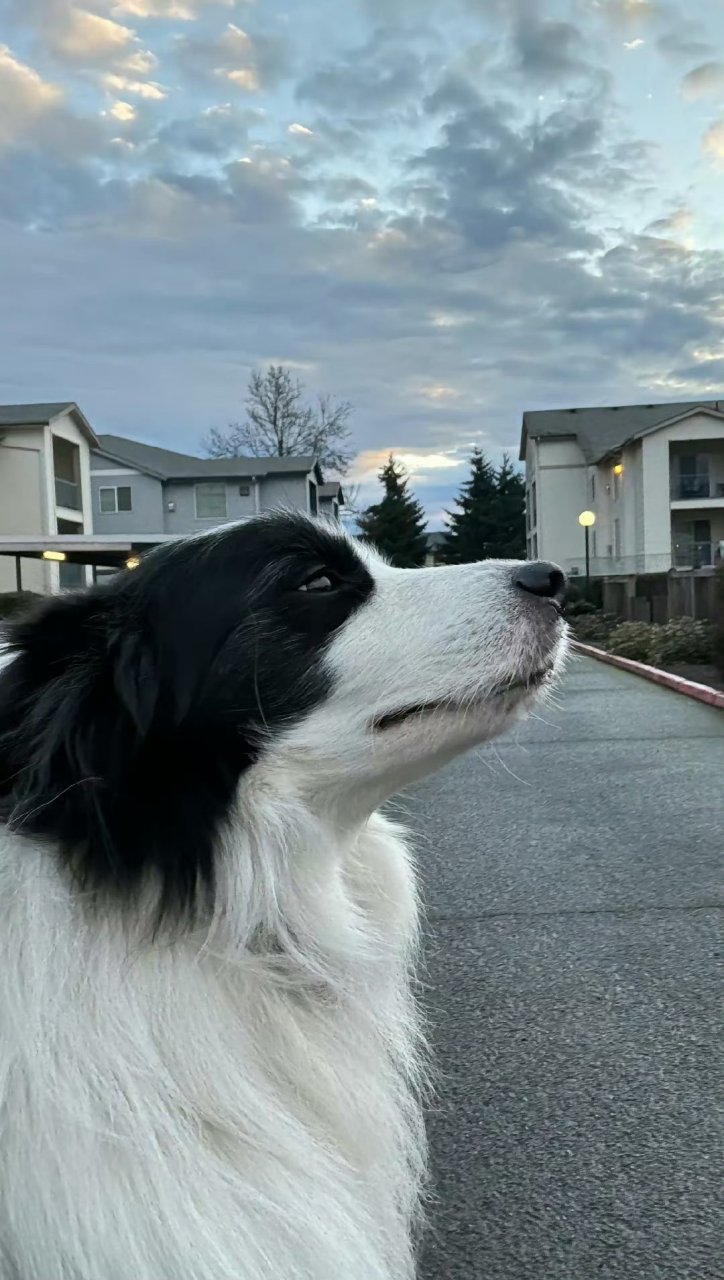 边牧:帅是一种感觉.