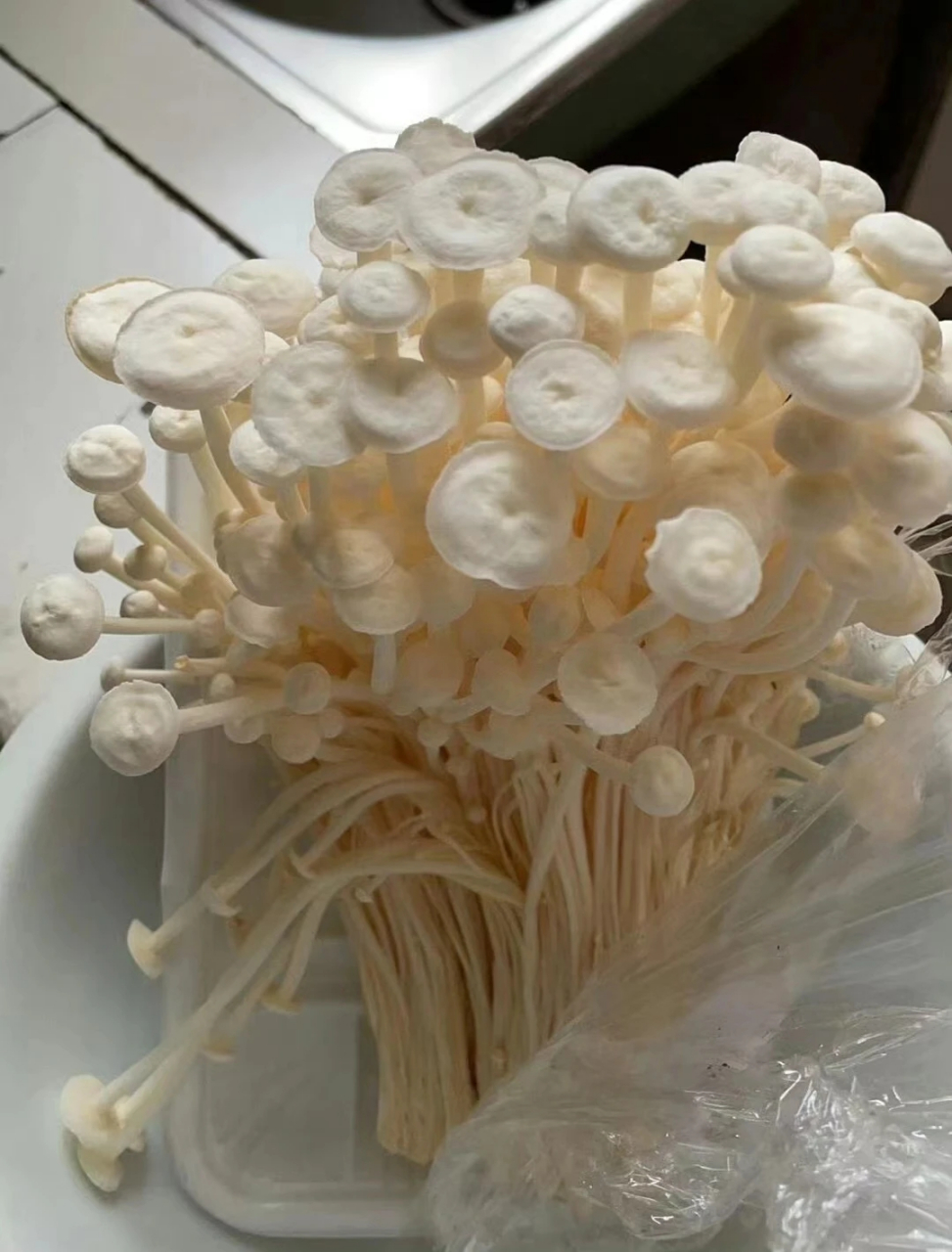 第一次见长这么大的金针菇.