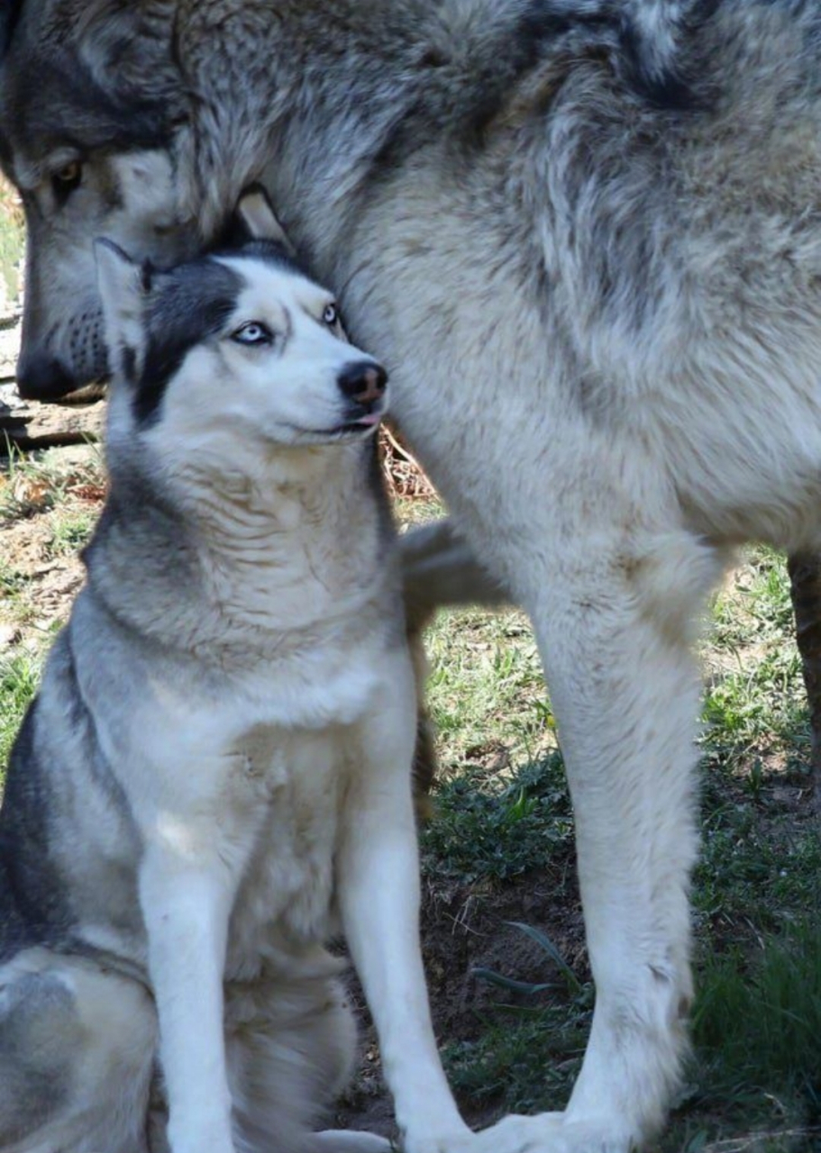 一只靠在狼身边的哈士奇,不敢动不敢动.
