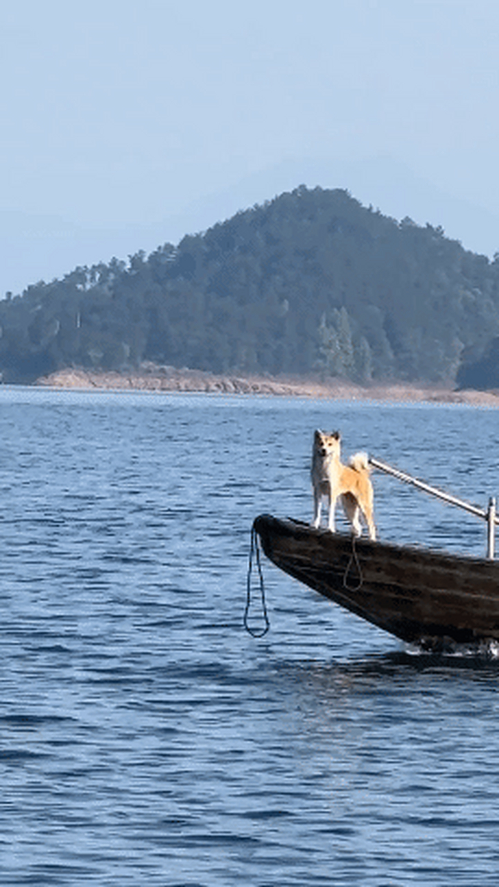 狗狗独站船头尽显大侠风范.