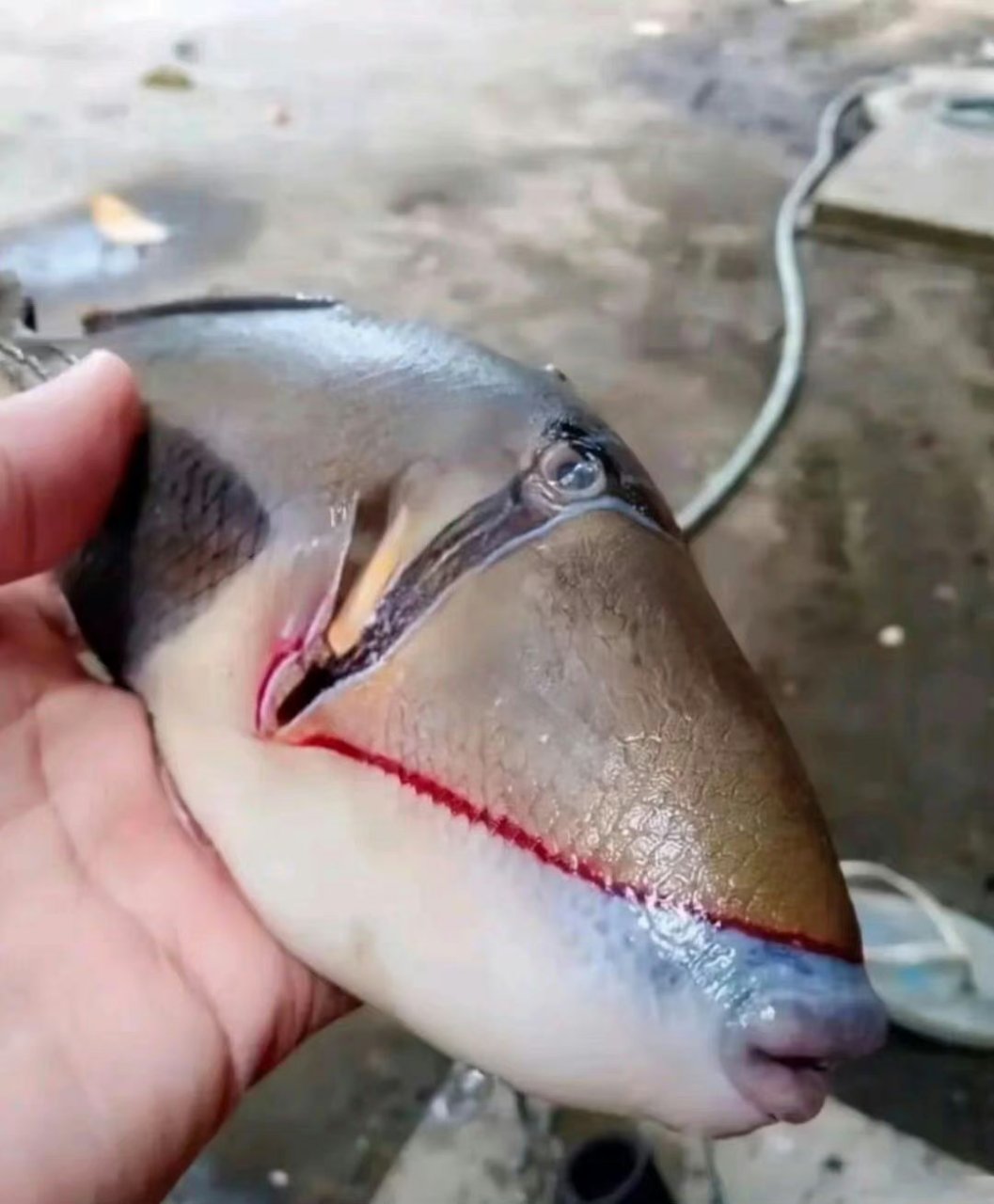 第一次见有牙的鱼?这是什么鱼?