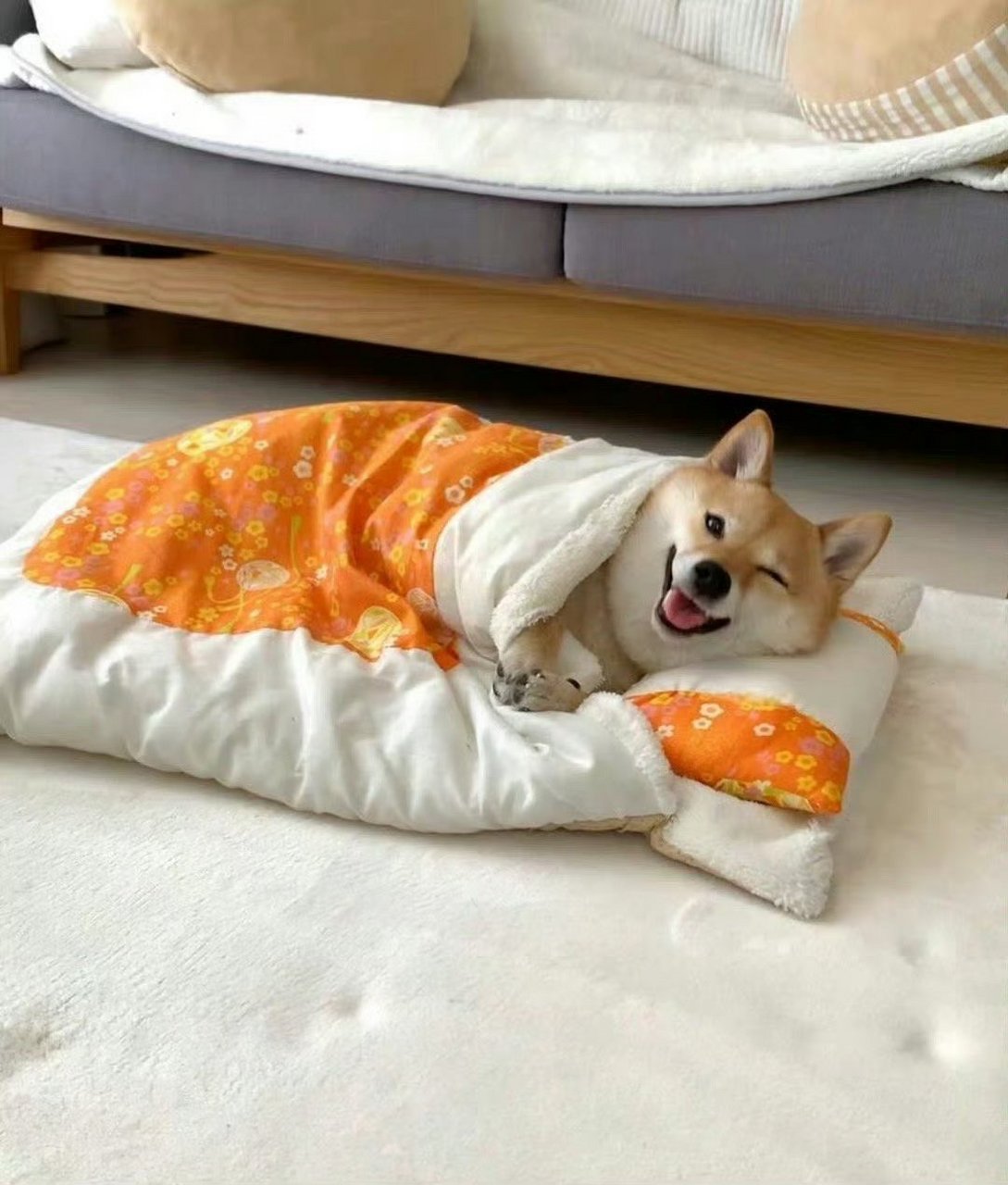 柴犬:晚安啦,早点睡觉