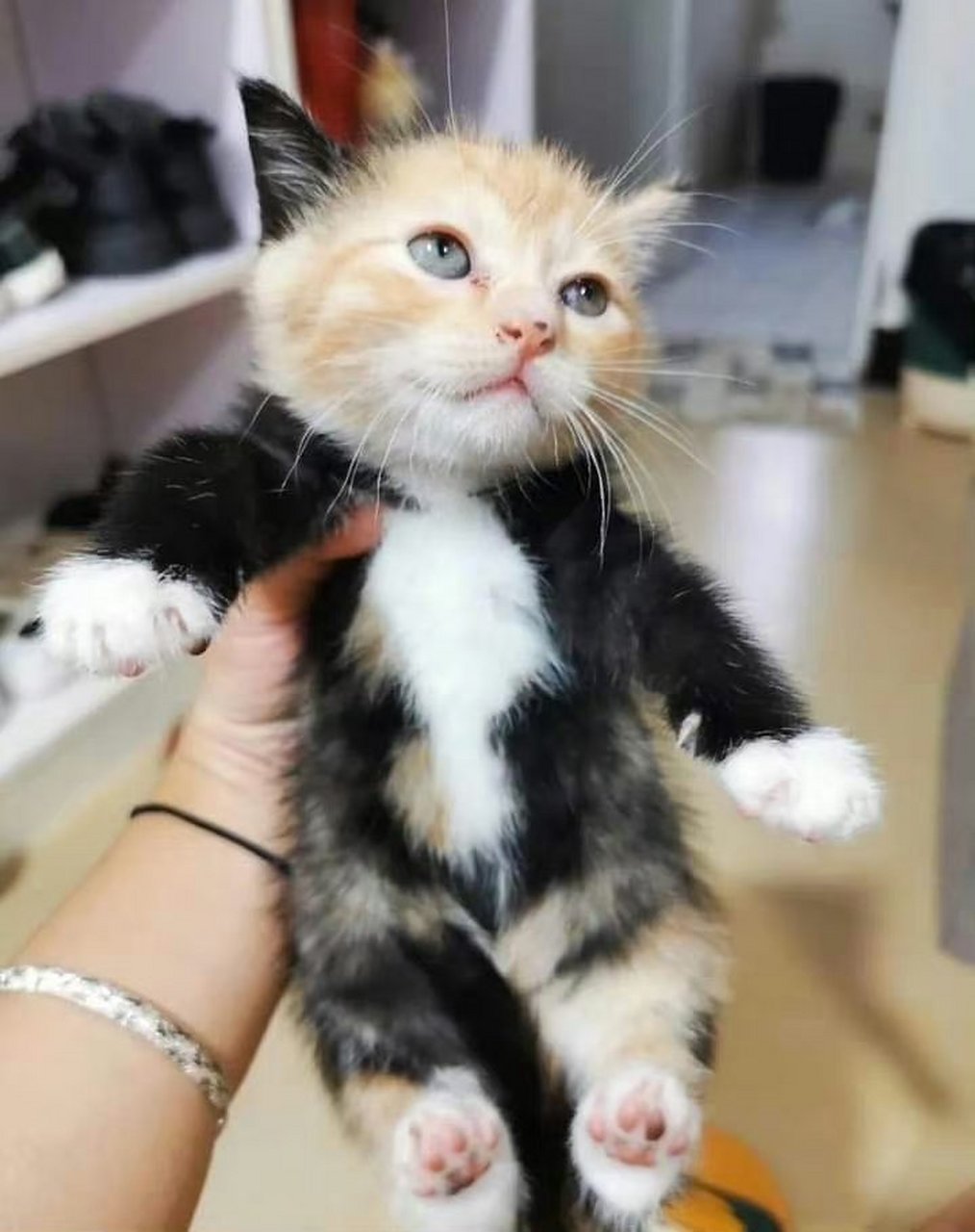 身着黑色西服的橘猫.