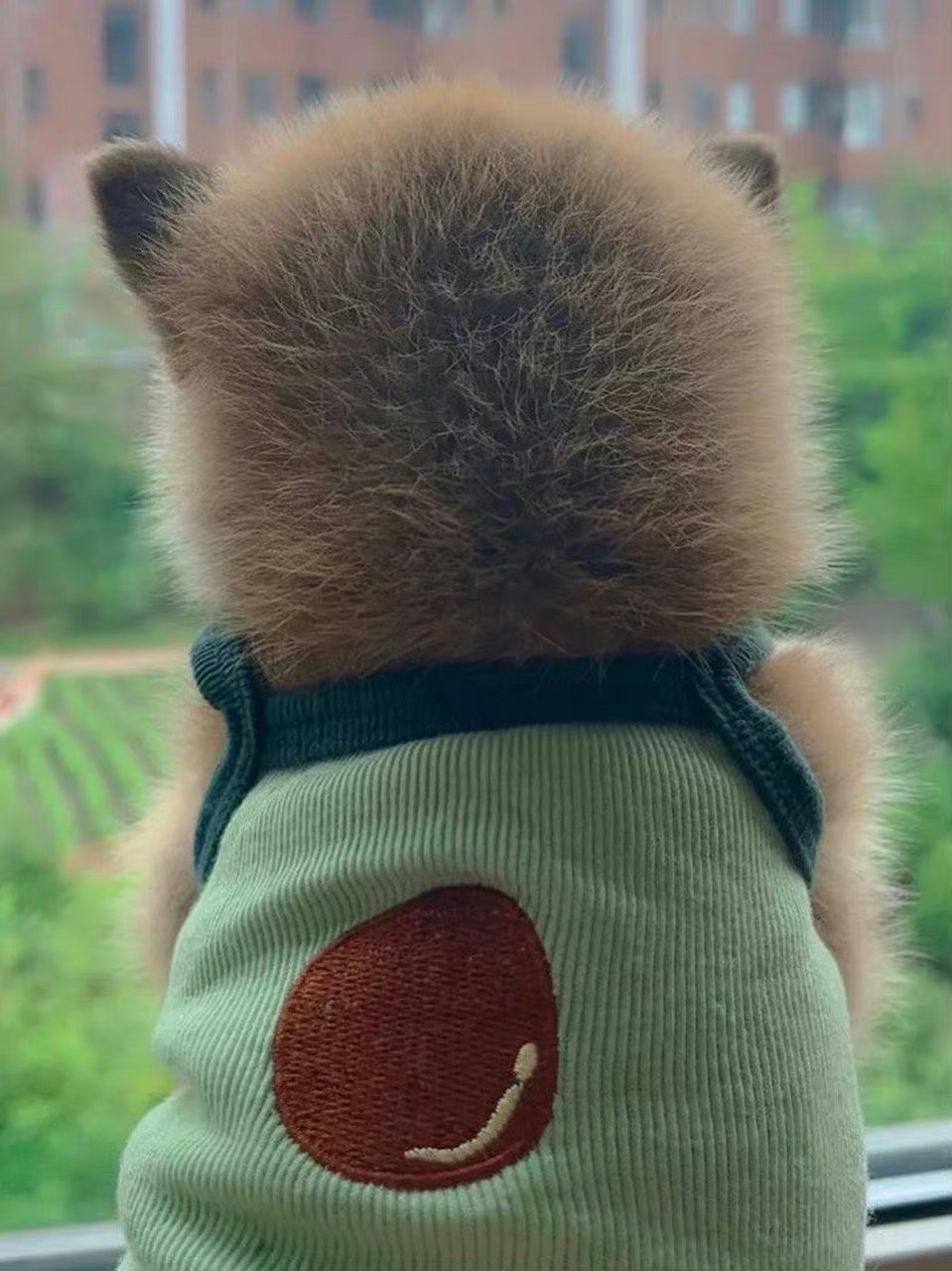 让柴迷无比心动的柴犬背影.