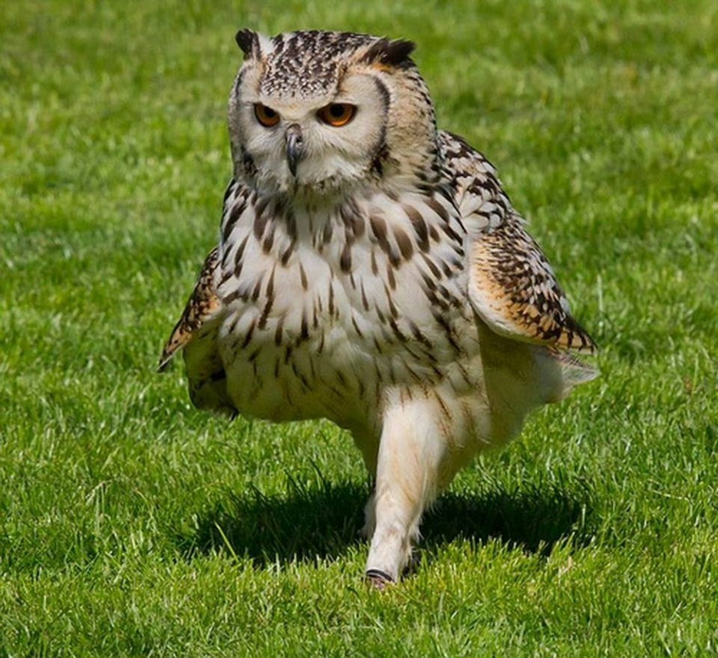 猫头鹰是如何走路的?哈哈可可爱爱.